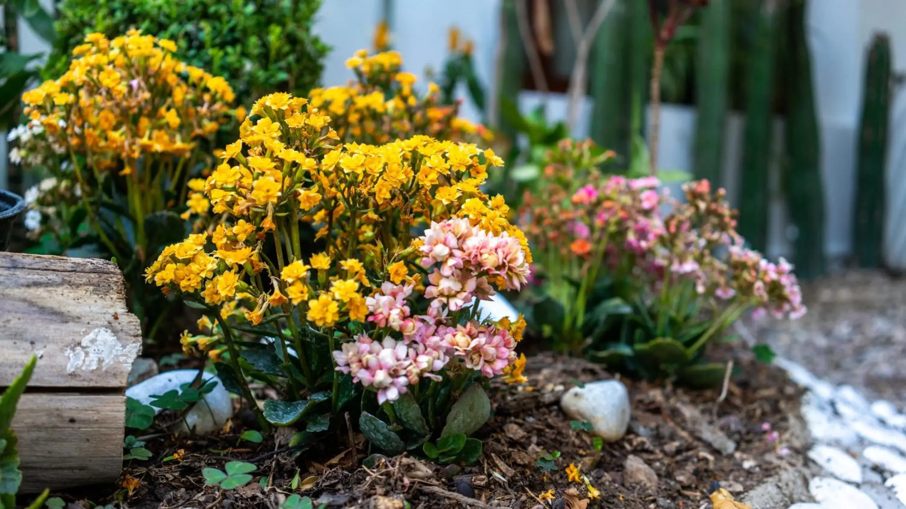 Garden in Casa los Cantaros Hotel Boutique