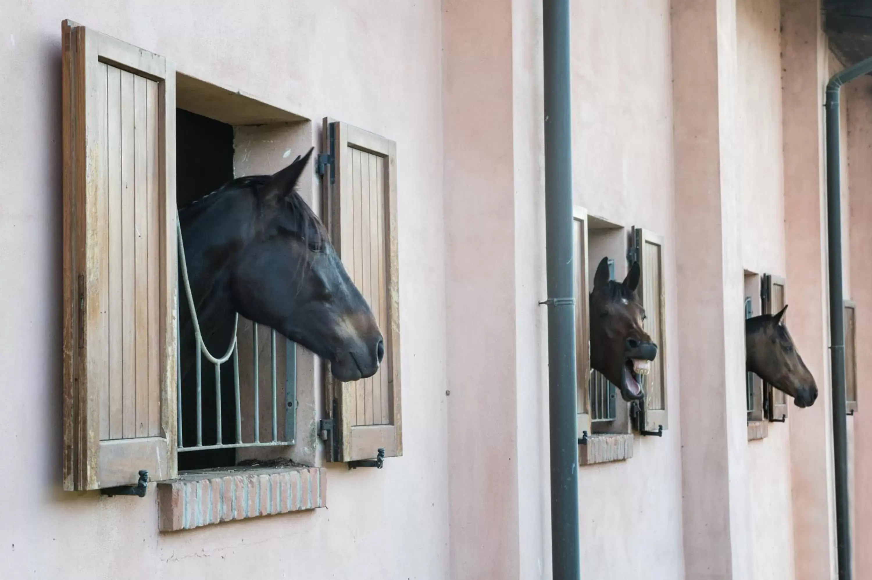 Pets in San Giacomo Horses & Agriturismo