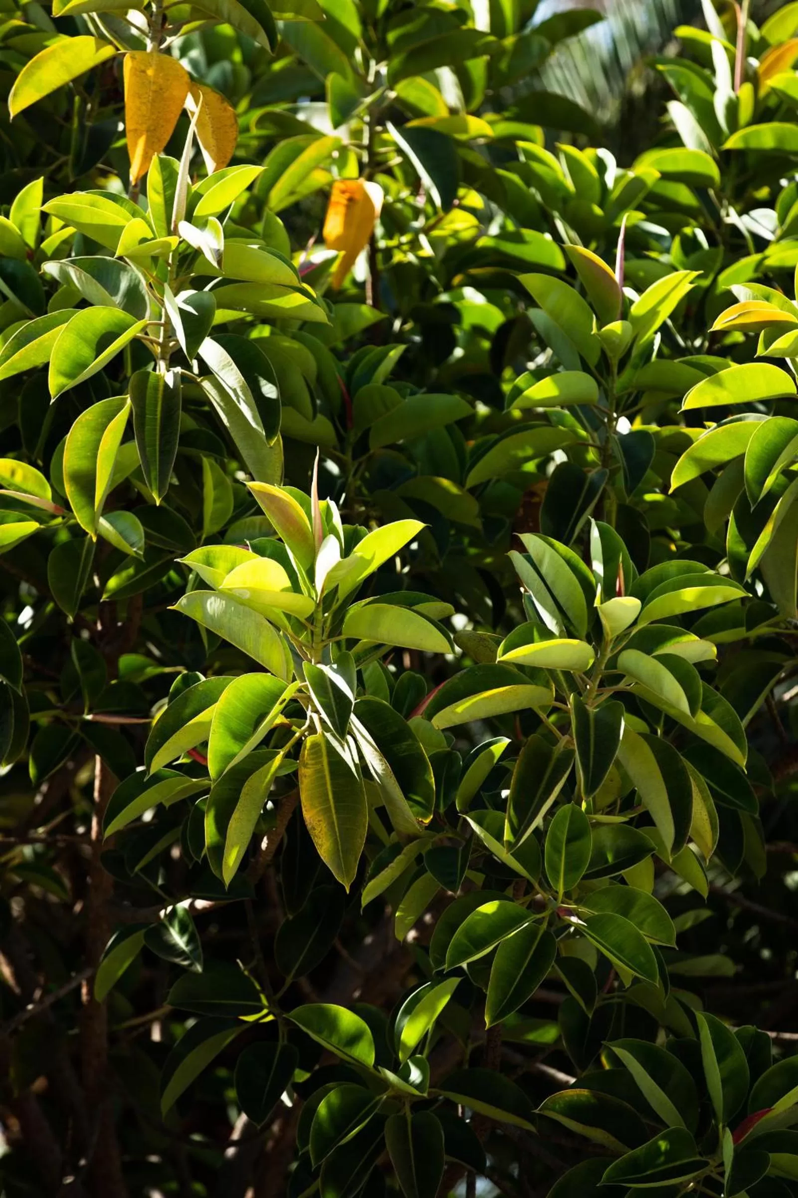 Garden in Fuentepark Apartments
