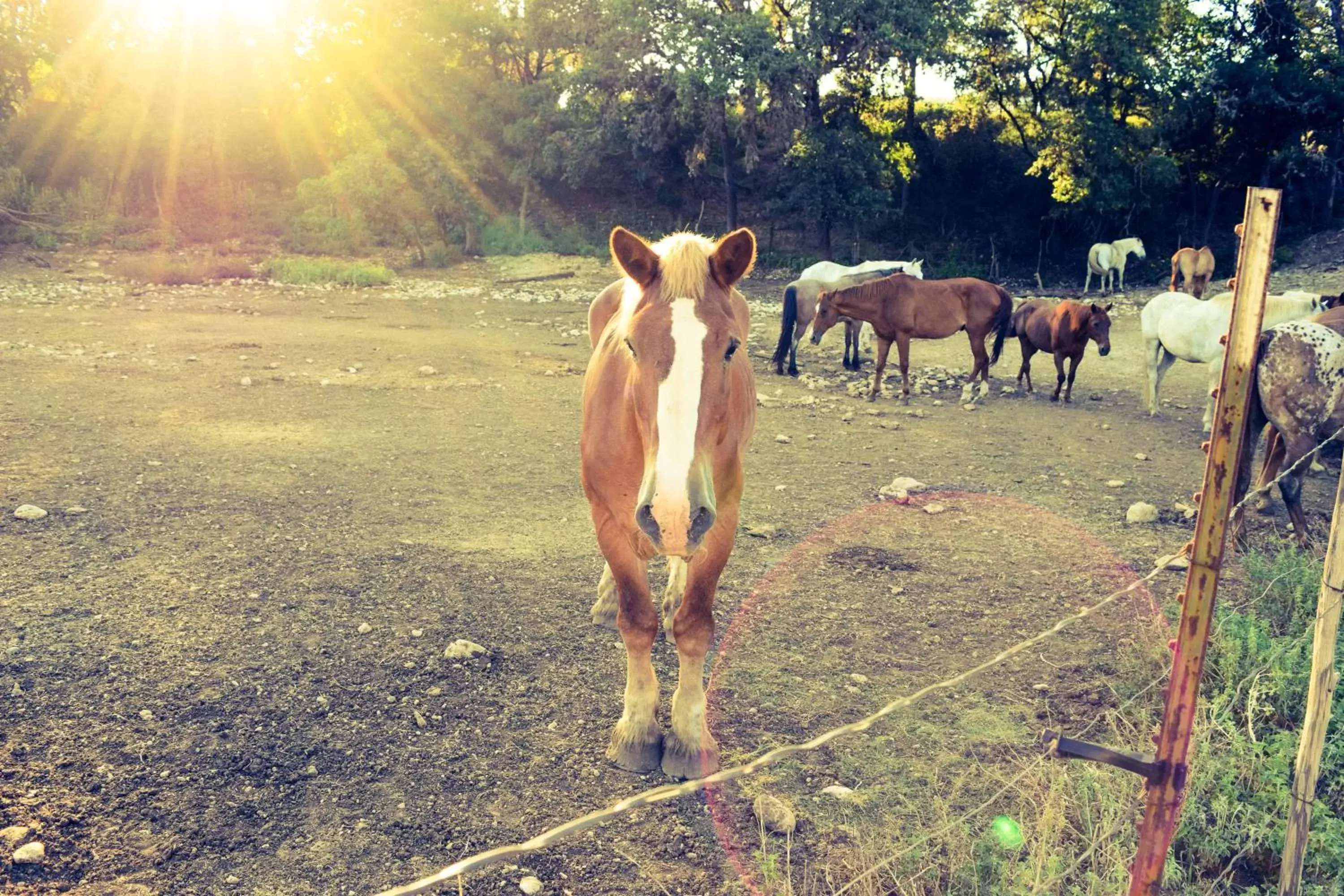 Horse-riding, Other Animals in Flying L Ranch Resort