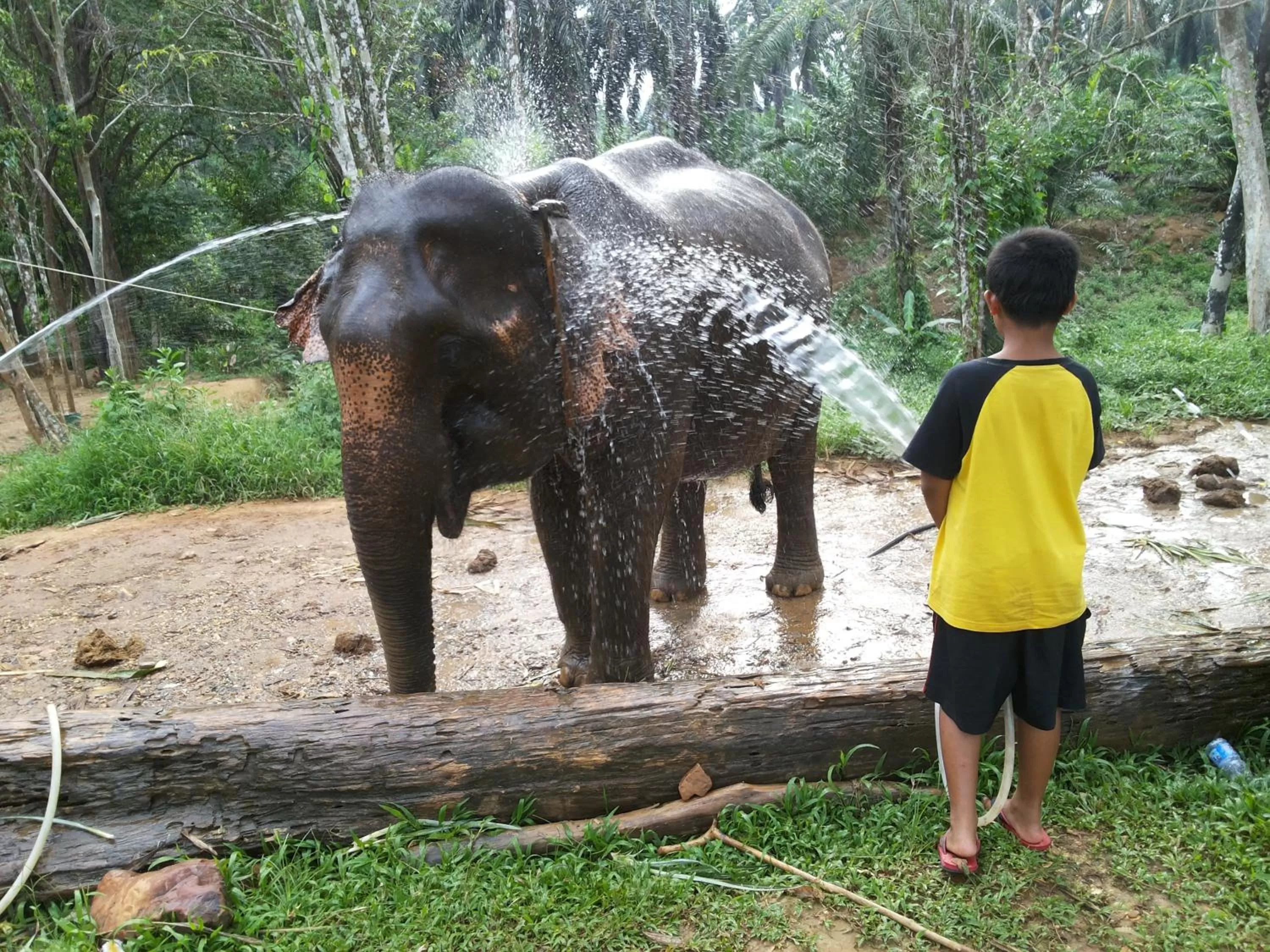 Activities in Khao Sok Jungle Huts Resort