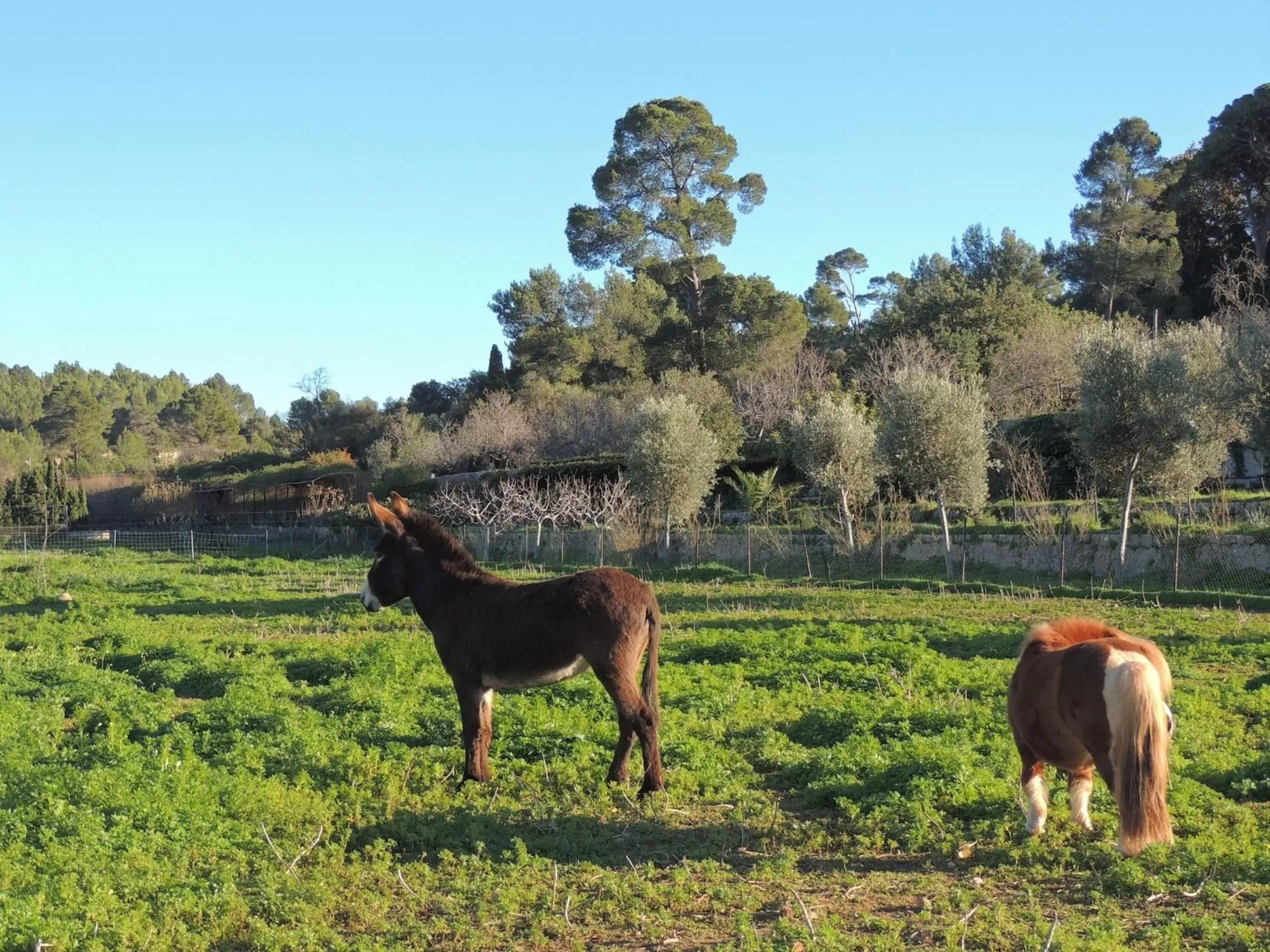 Other, Other Animals in loftOtel canet