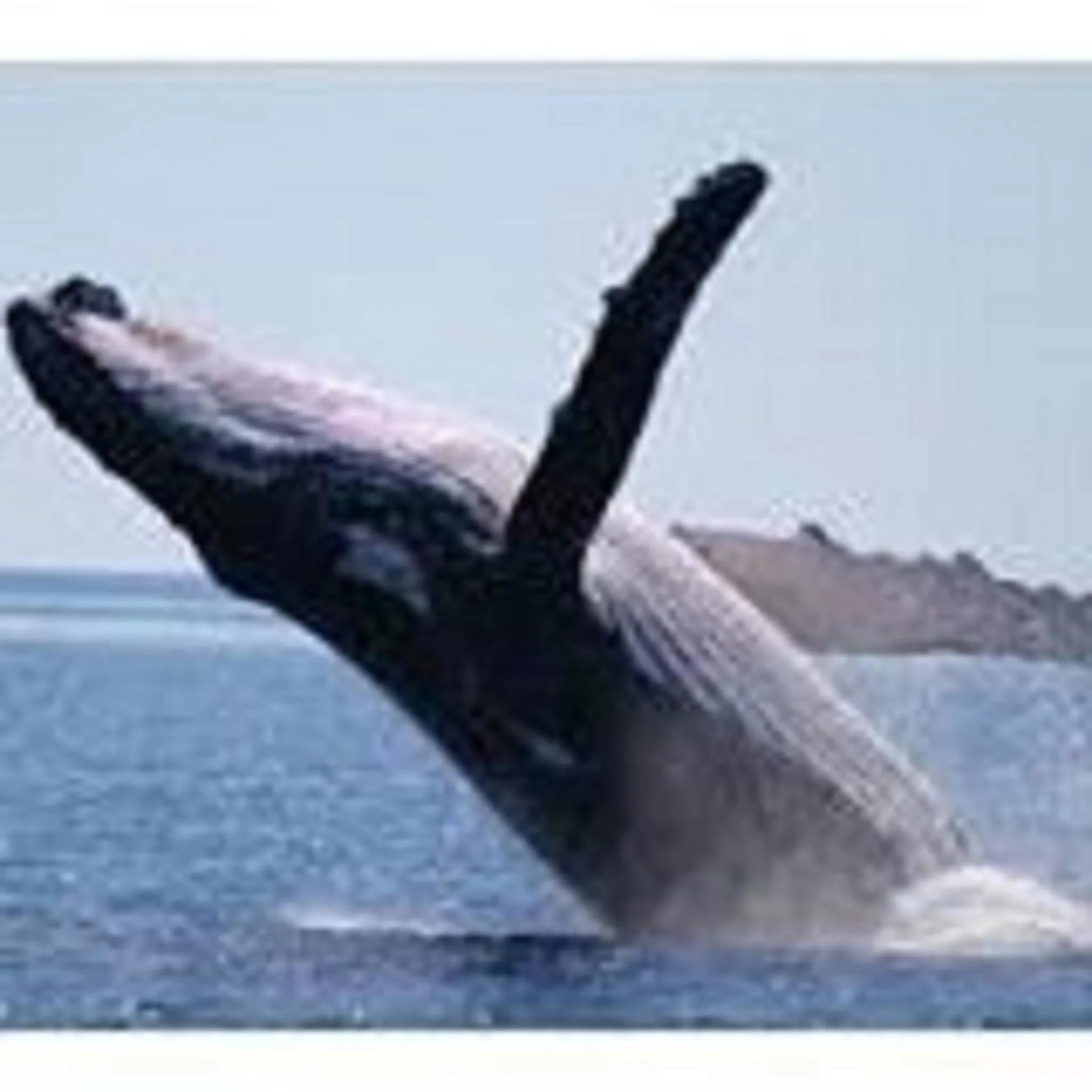 Animals in Torquay Terrace Bed & Breakfast