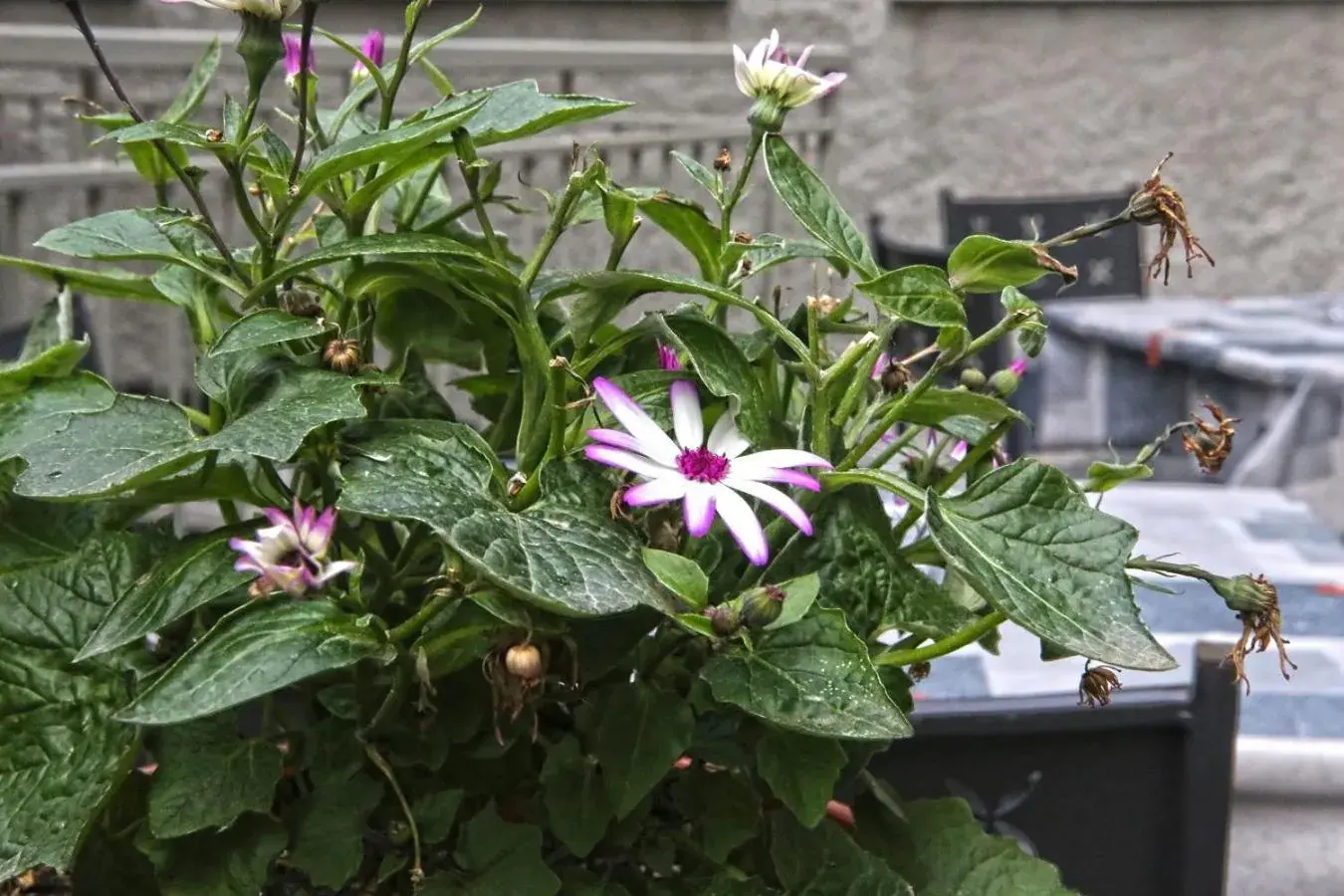 Garden in Albergo Gusmeroli