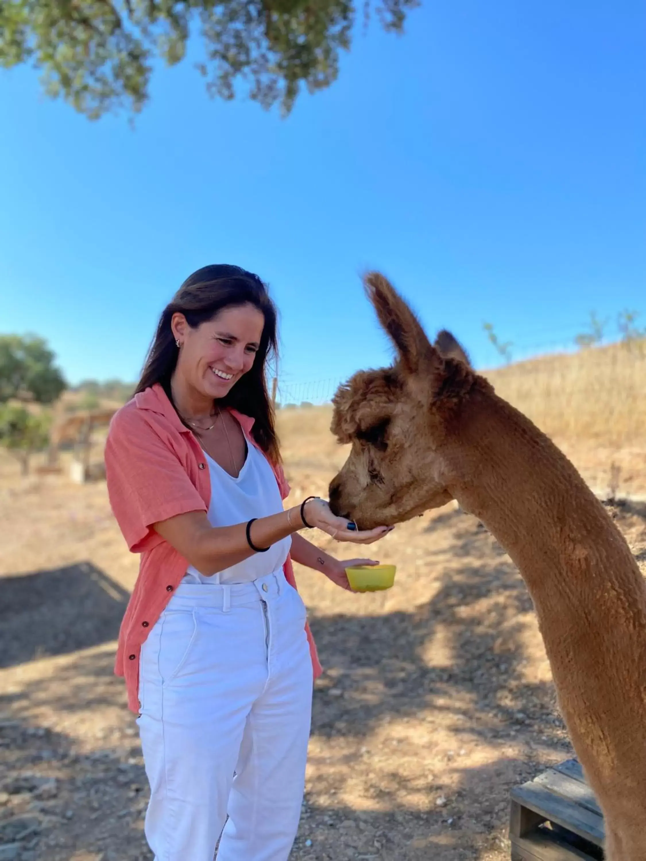 Animals in Luxury room at Mama-Adama Alpaca Farm