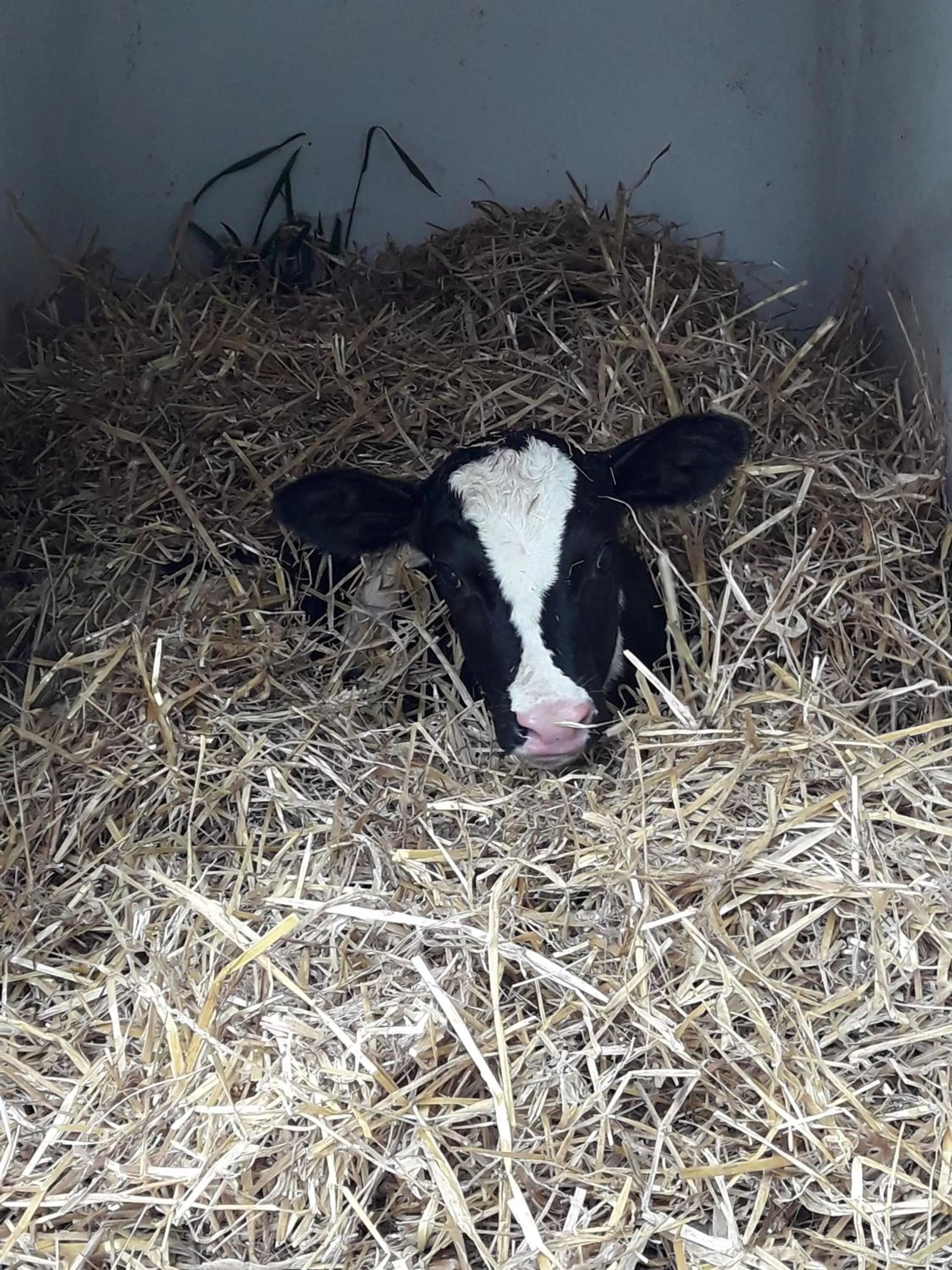 Pets in kleinHOTEL Steinau-Rabenstein GbR