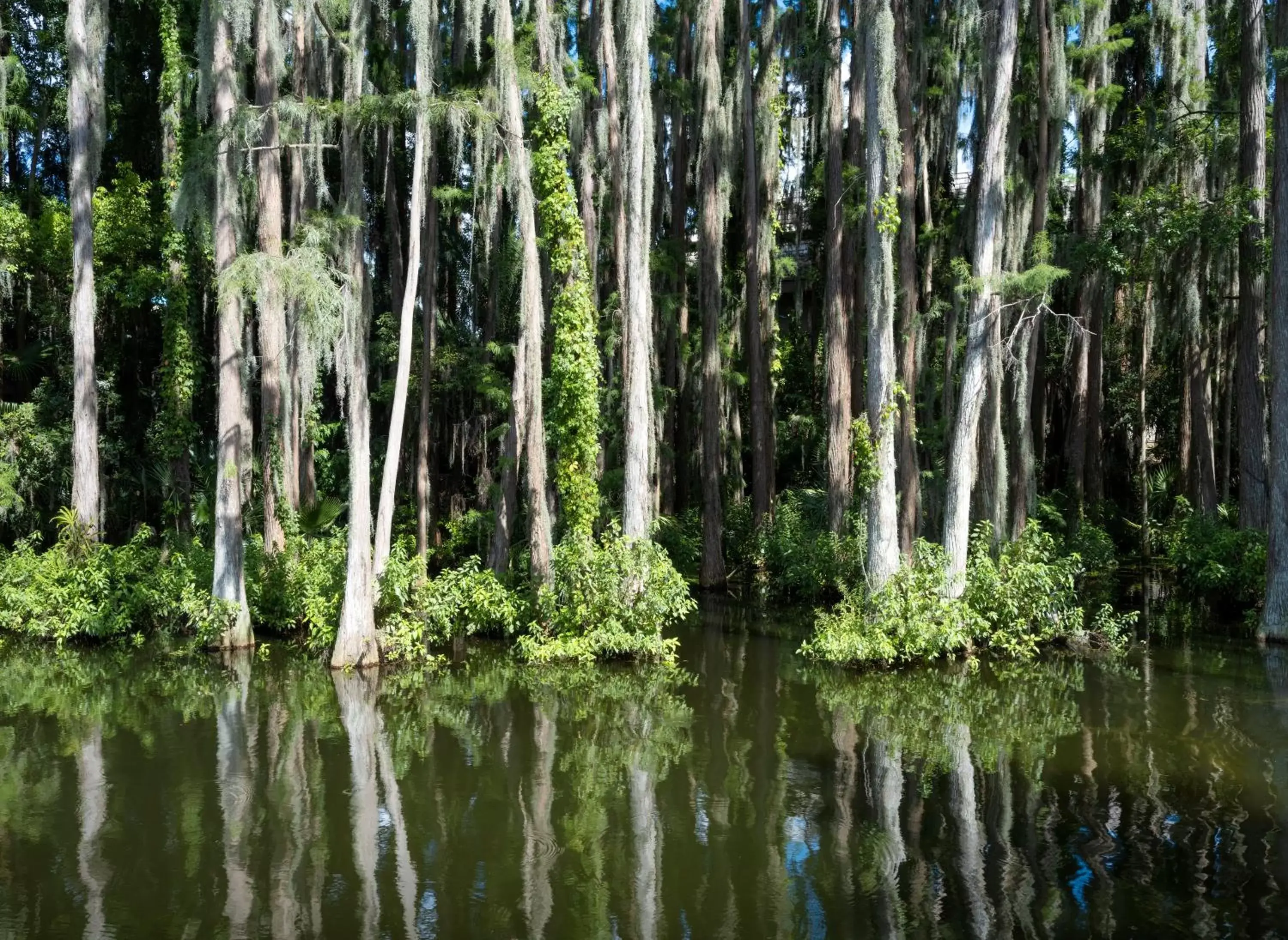 Natural landscape in Saddlebrook Golf Resort & Spa Tampa North-Wesley Chapel