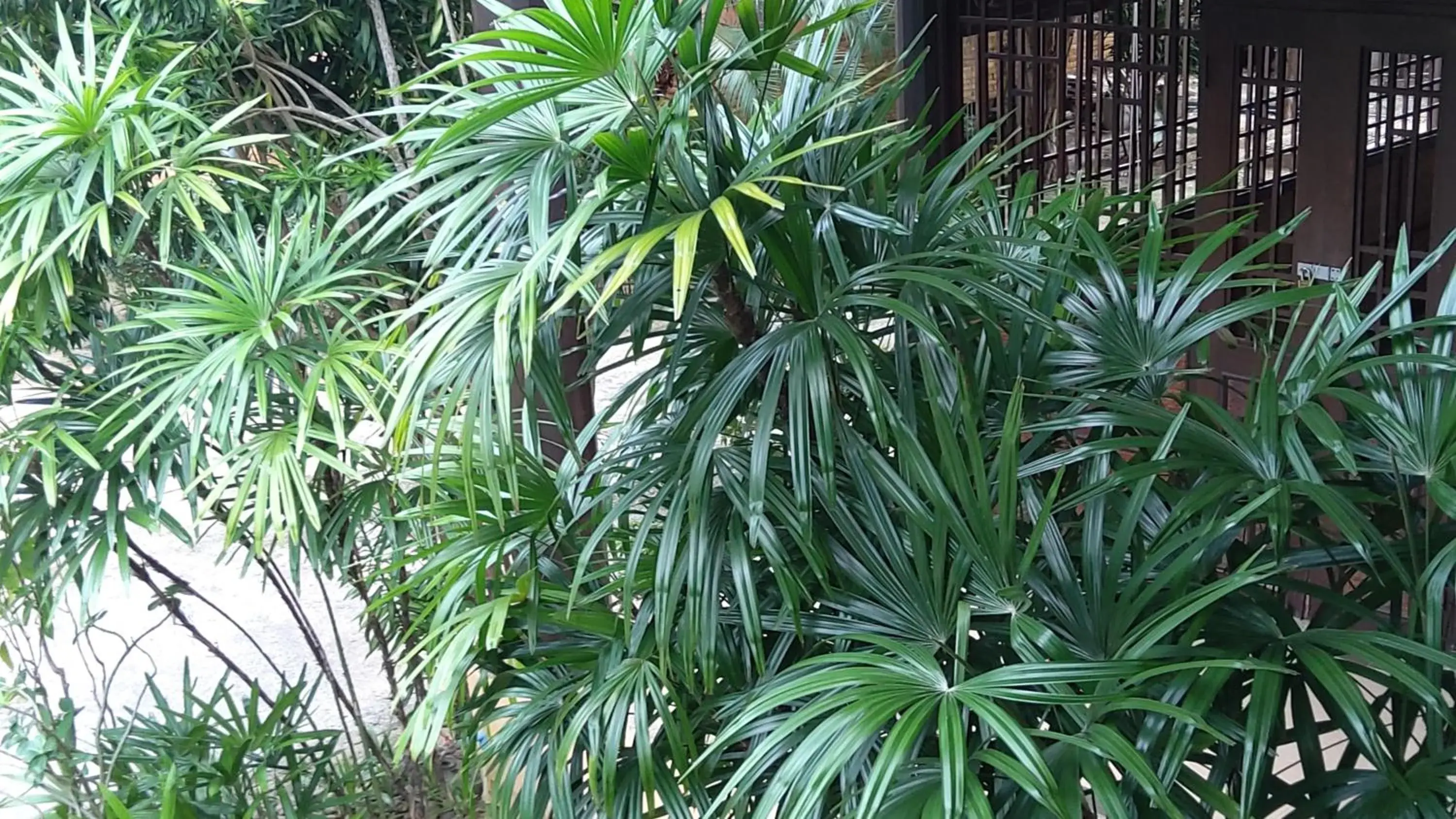 Garden in Fueangfu Villa Chaweng