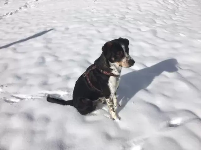 Pets in Hotel Engelberg "das Trail Hotel"