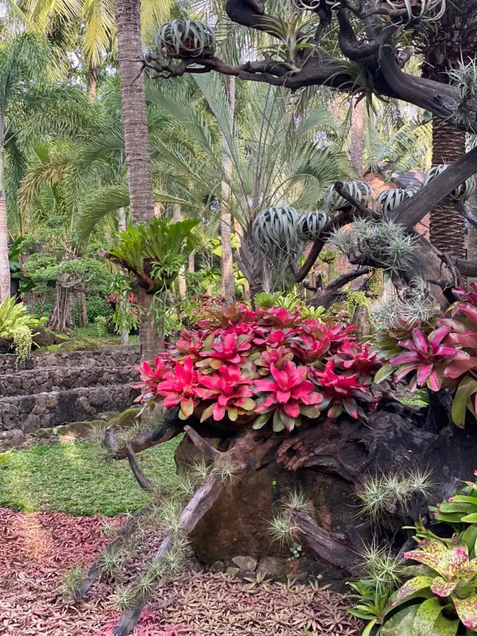 Garden, Other Animals in Coco Palm Beach Resort & Spa