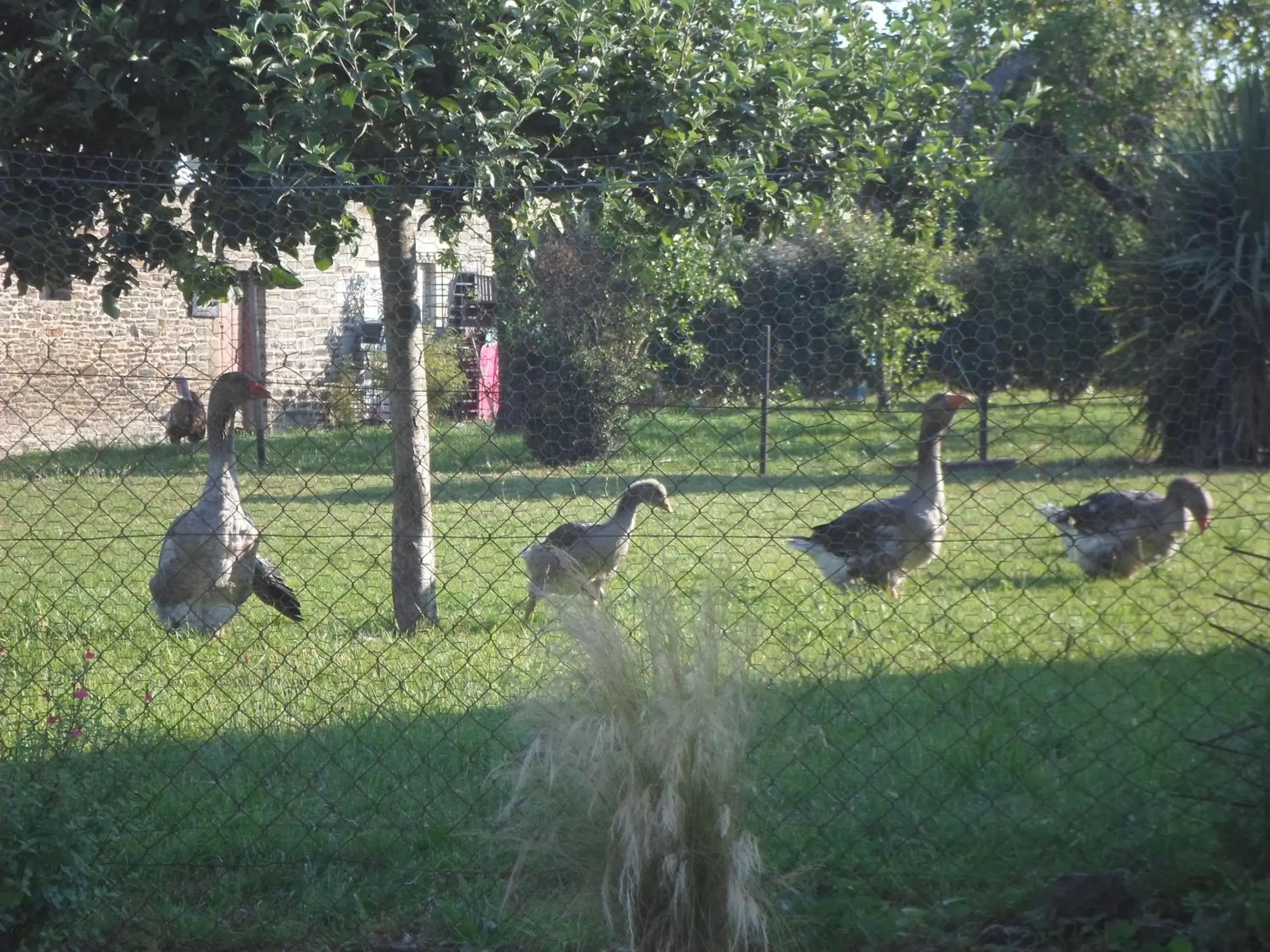 Natural landscape, Other Animals in Les Colombes de la Baie du Mont Saint-Michel