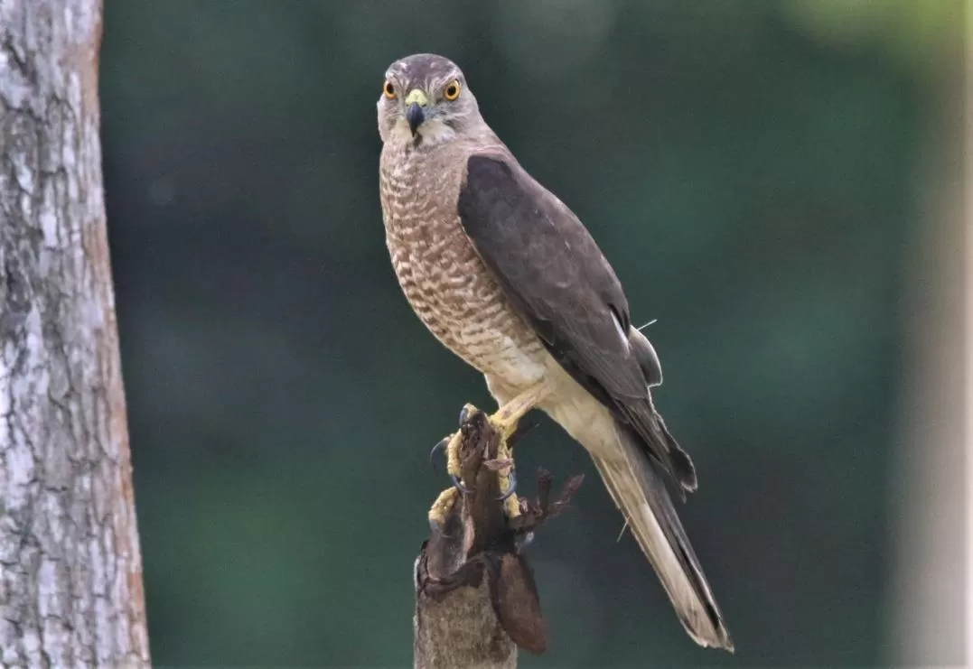 Animals in The Spice House Mirissa