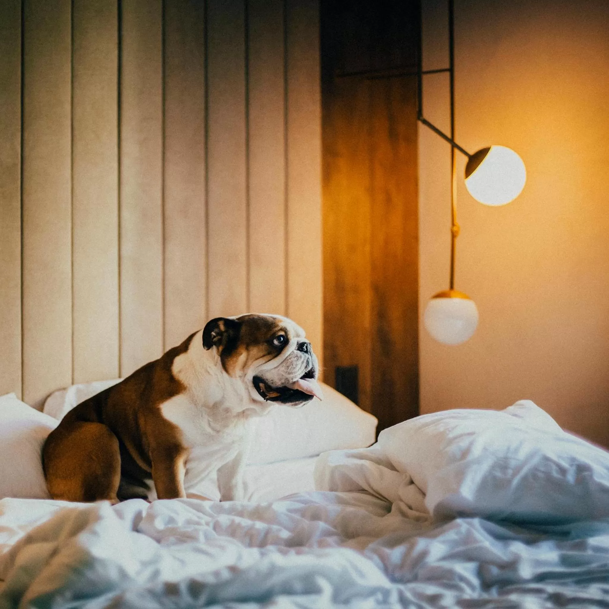 Animals, Bed in ICON Bcn