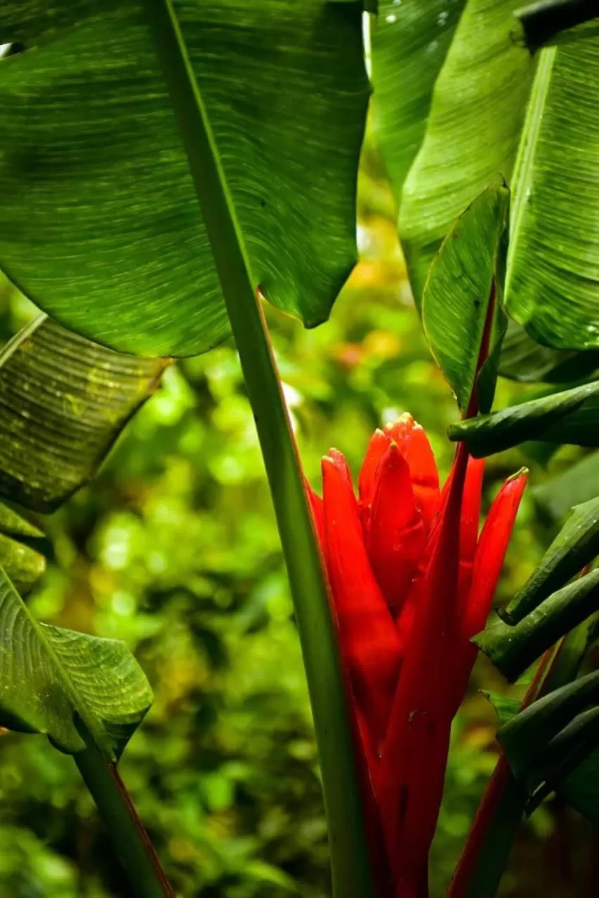 Garden, Other Animals in Hotel Vísperas
