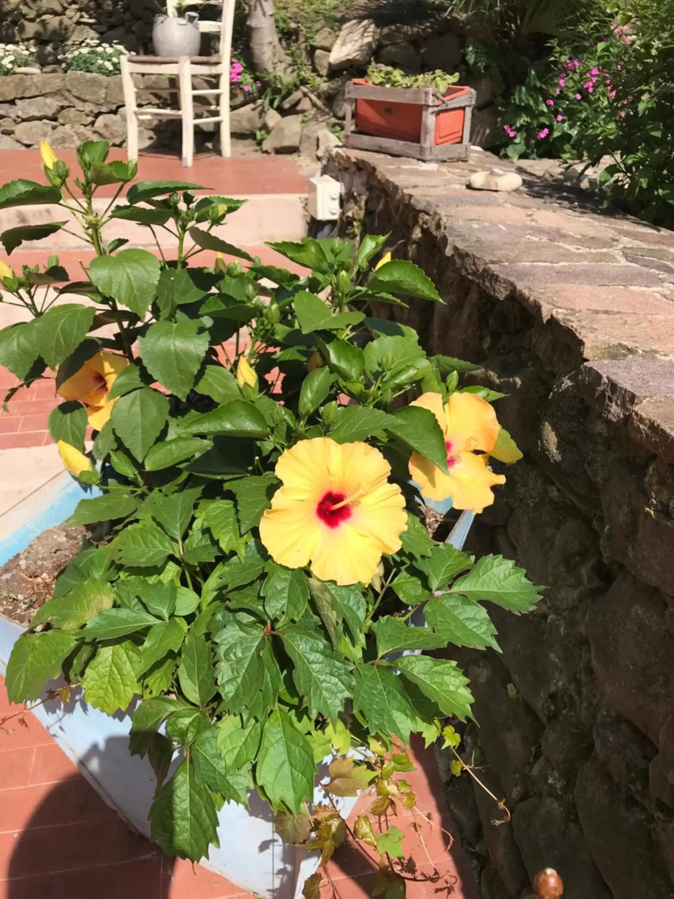 Garden in B.E.A. Maison