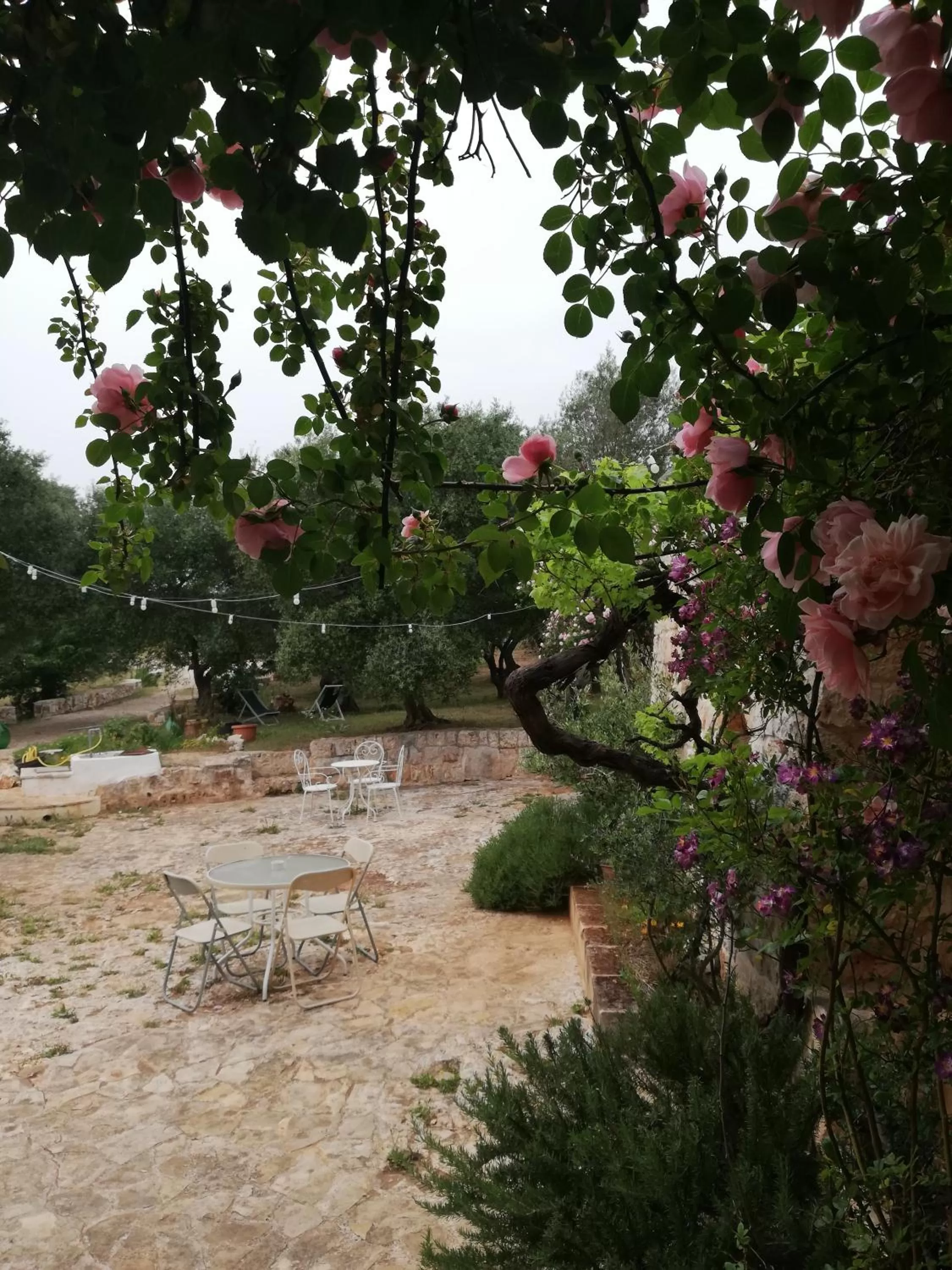 Garden in B&B Giovannarolla Green House