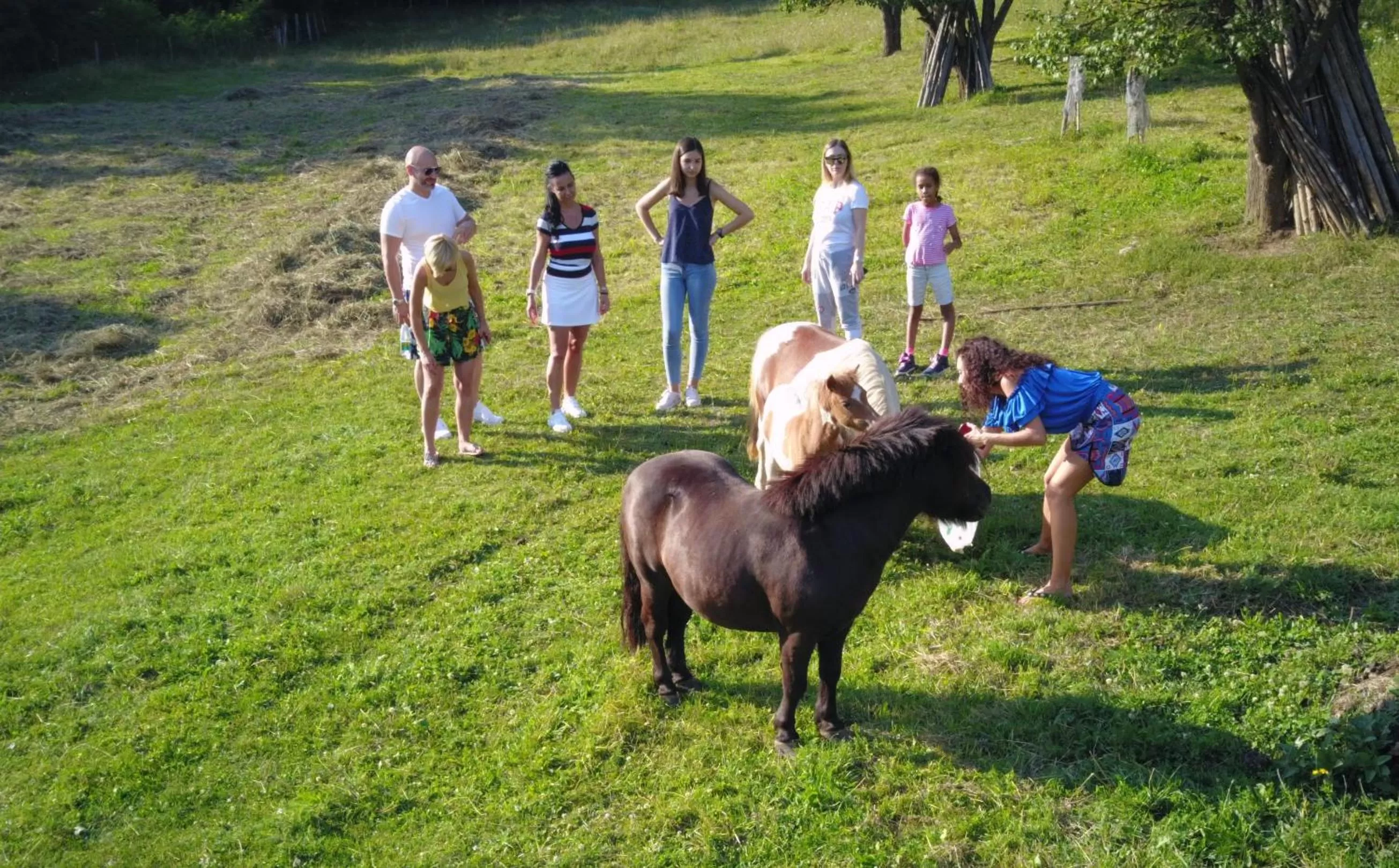 Property building, Other Animals in Pensiunea SilvAnka