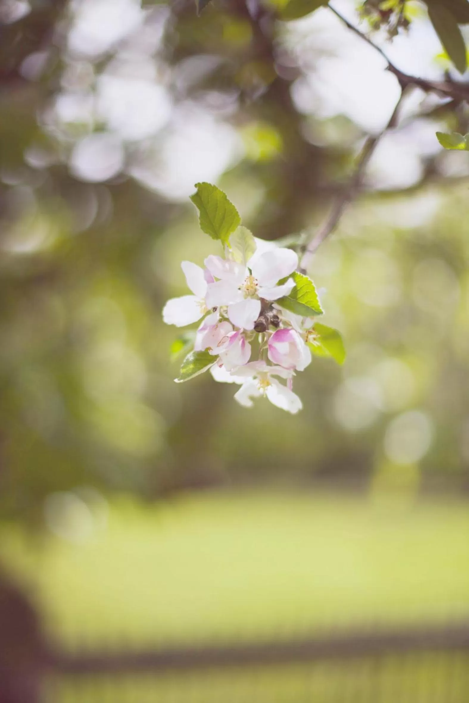 Garden in Klooster Nieuwkerk Goirle