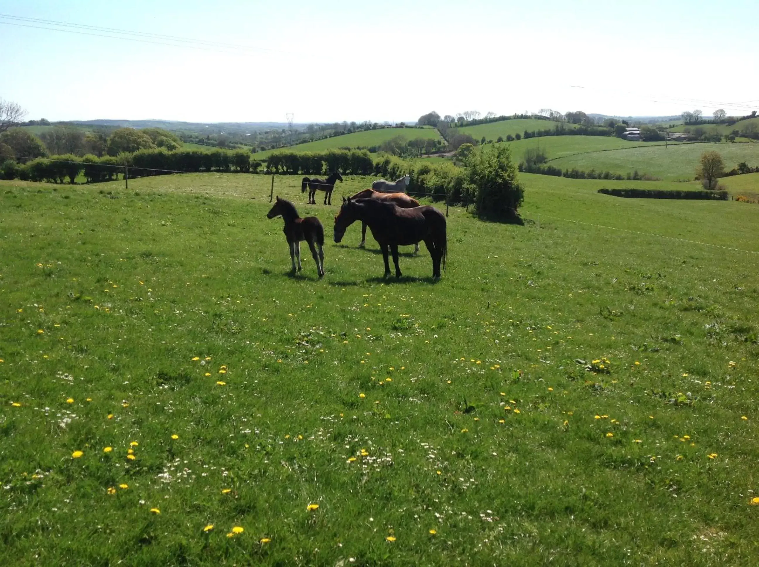 Other Animals in The Rock Equestrian Farm B&B