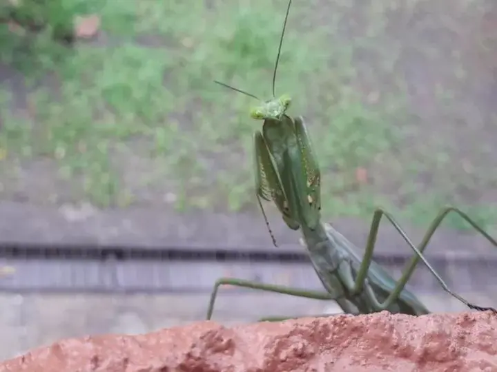 Other Animals in Iguanitas Lodge