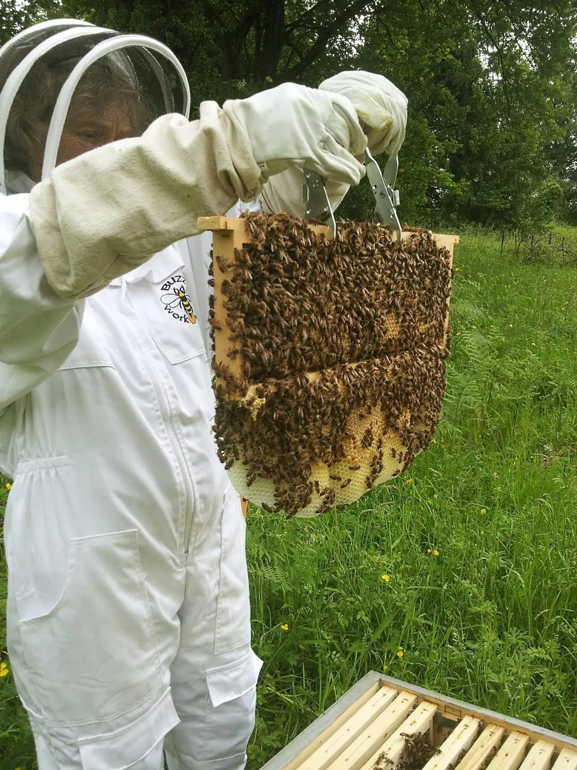 Activities in 13 Bees