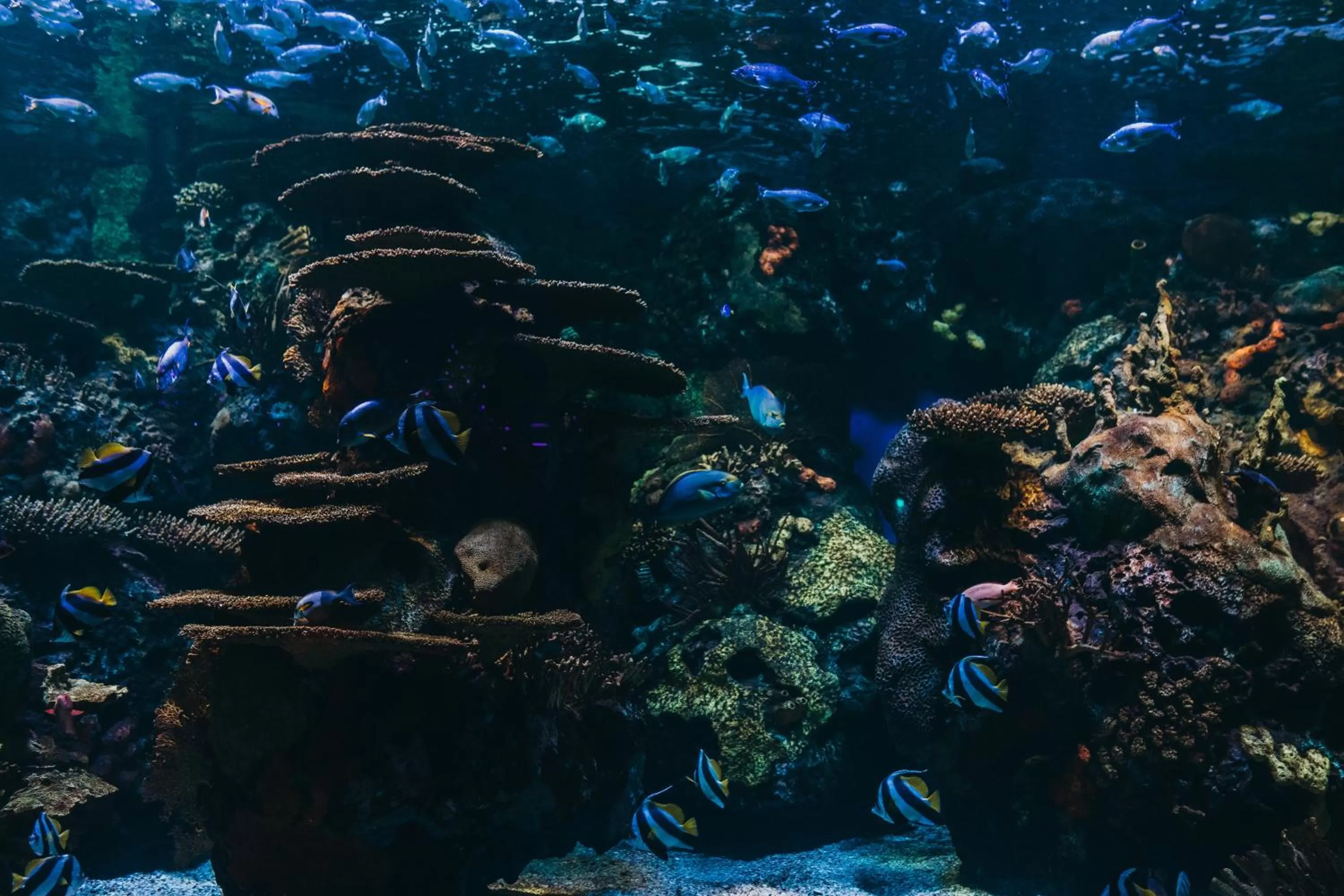 Activities, Other Animals in Sandcastle Oceanfront Resort South Beach