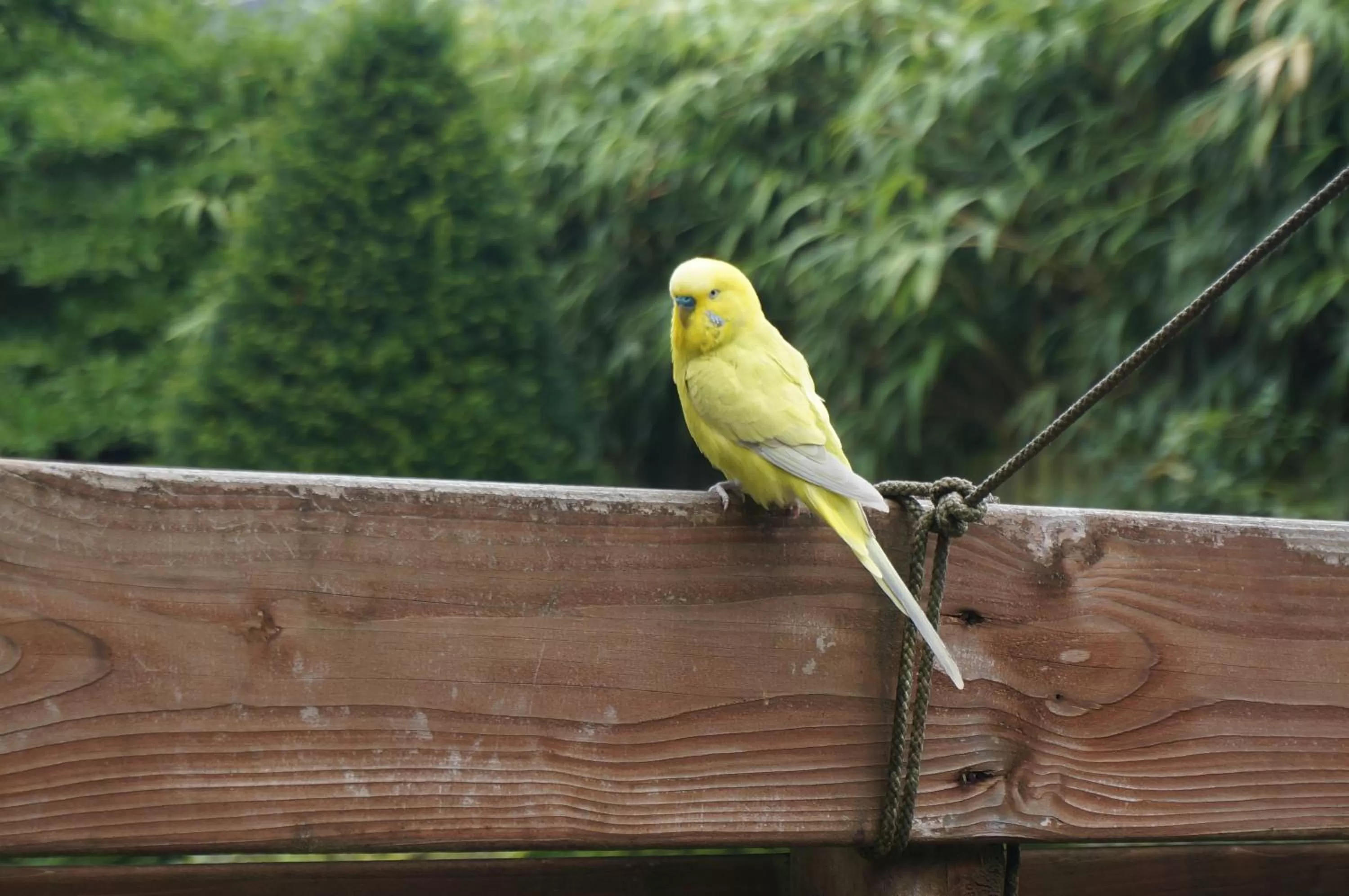 Bird's eye view, Other Animals in Xaviera's Bed and Breakfast