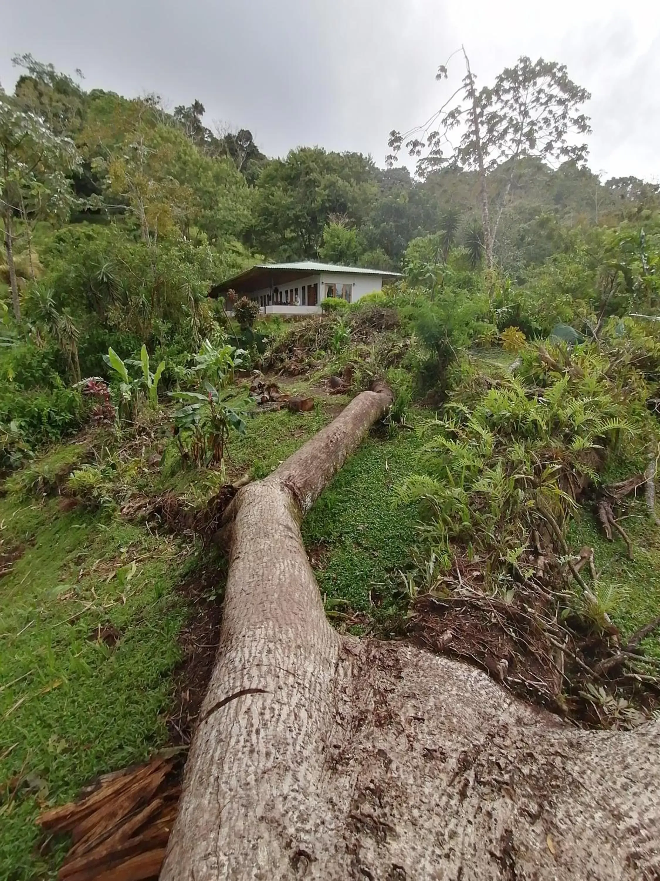 Natural Landscape in La Ceiba Tree Lodge