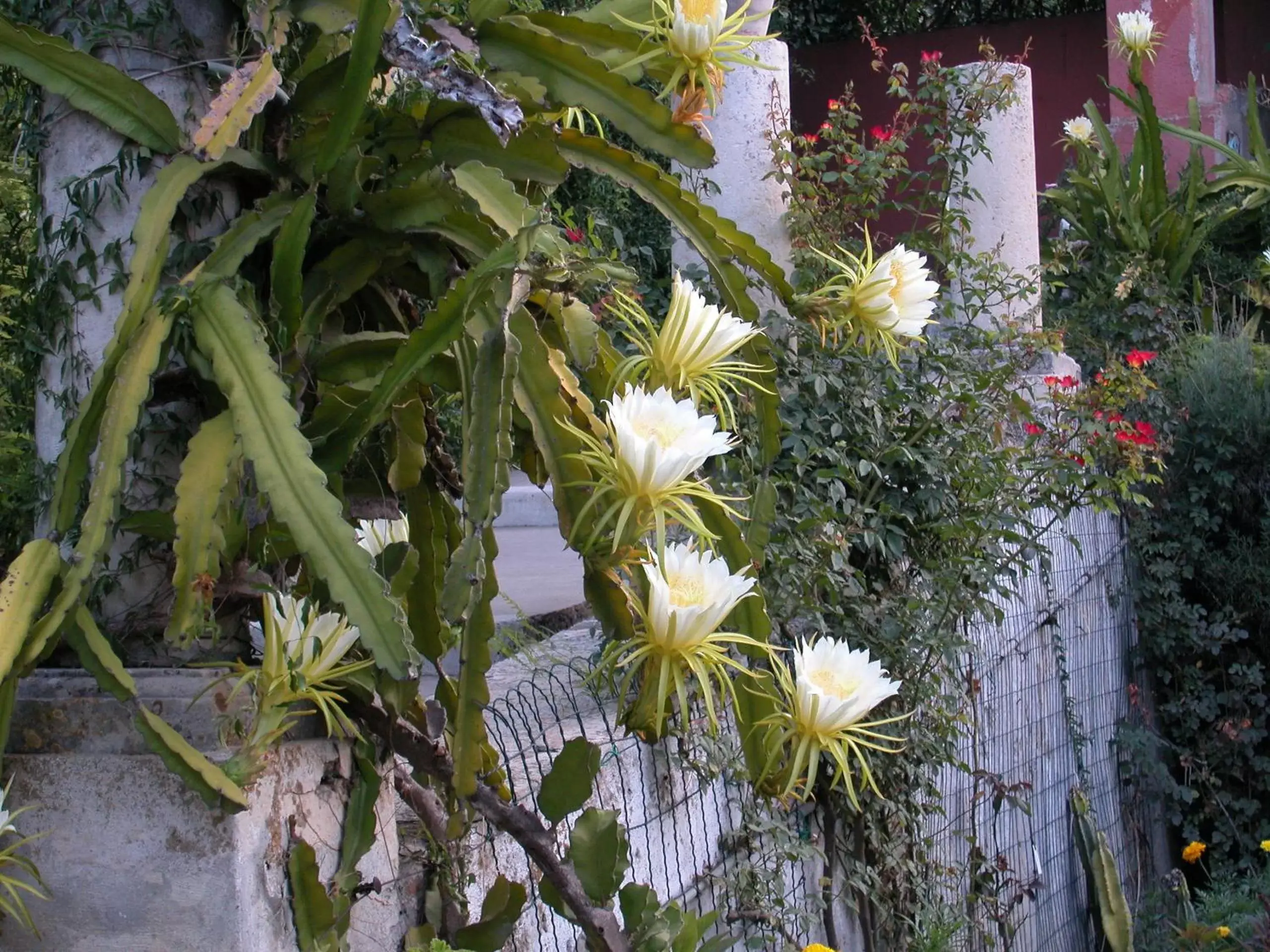 Garden in Hotel Villa Schuler