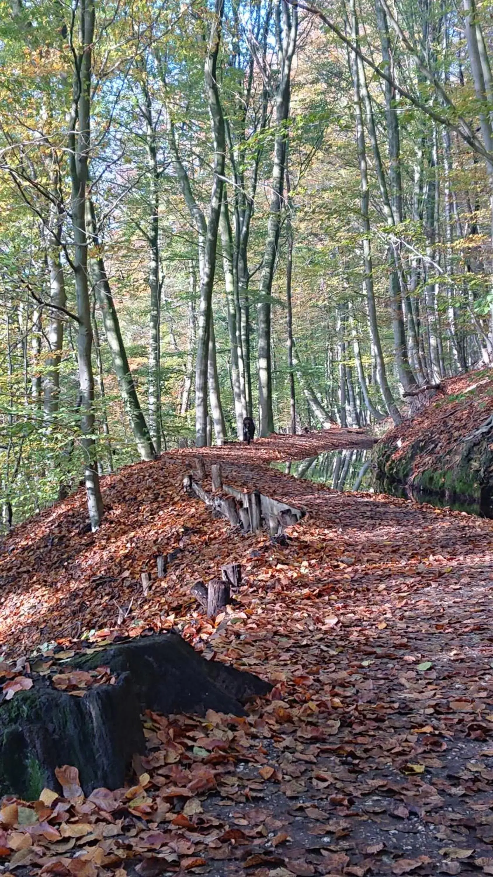 Natural Landscape in De Sprokkel