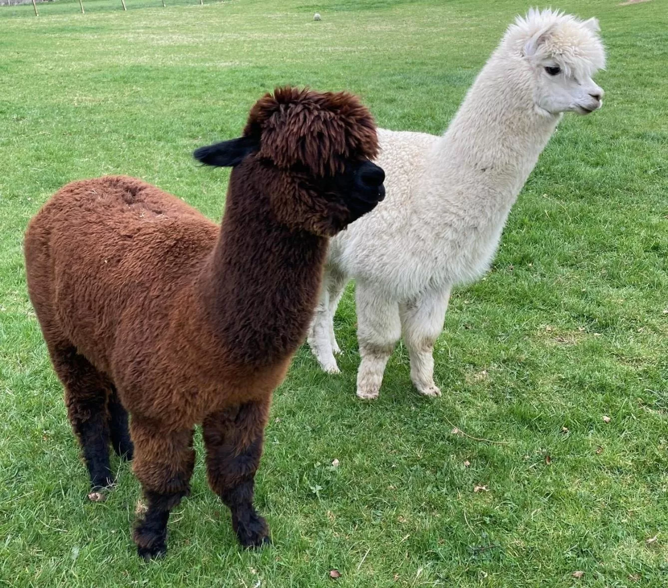 Pets, Other Animals in Chalet Ouréa