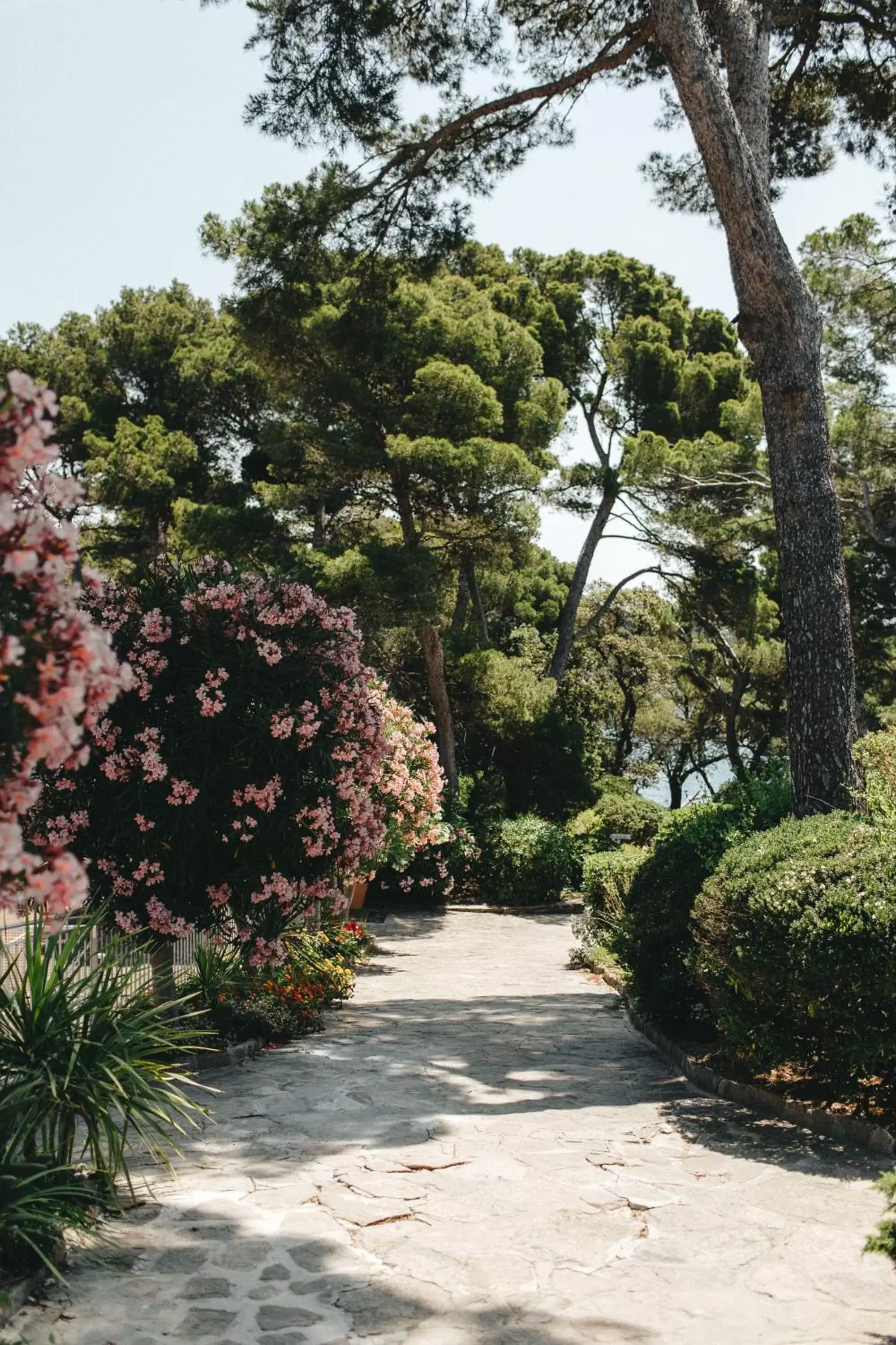 Garden in Hotel Provençal