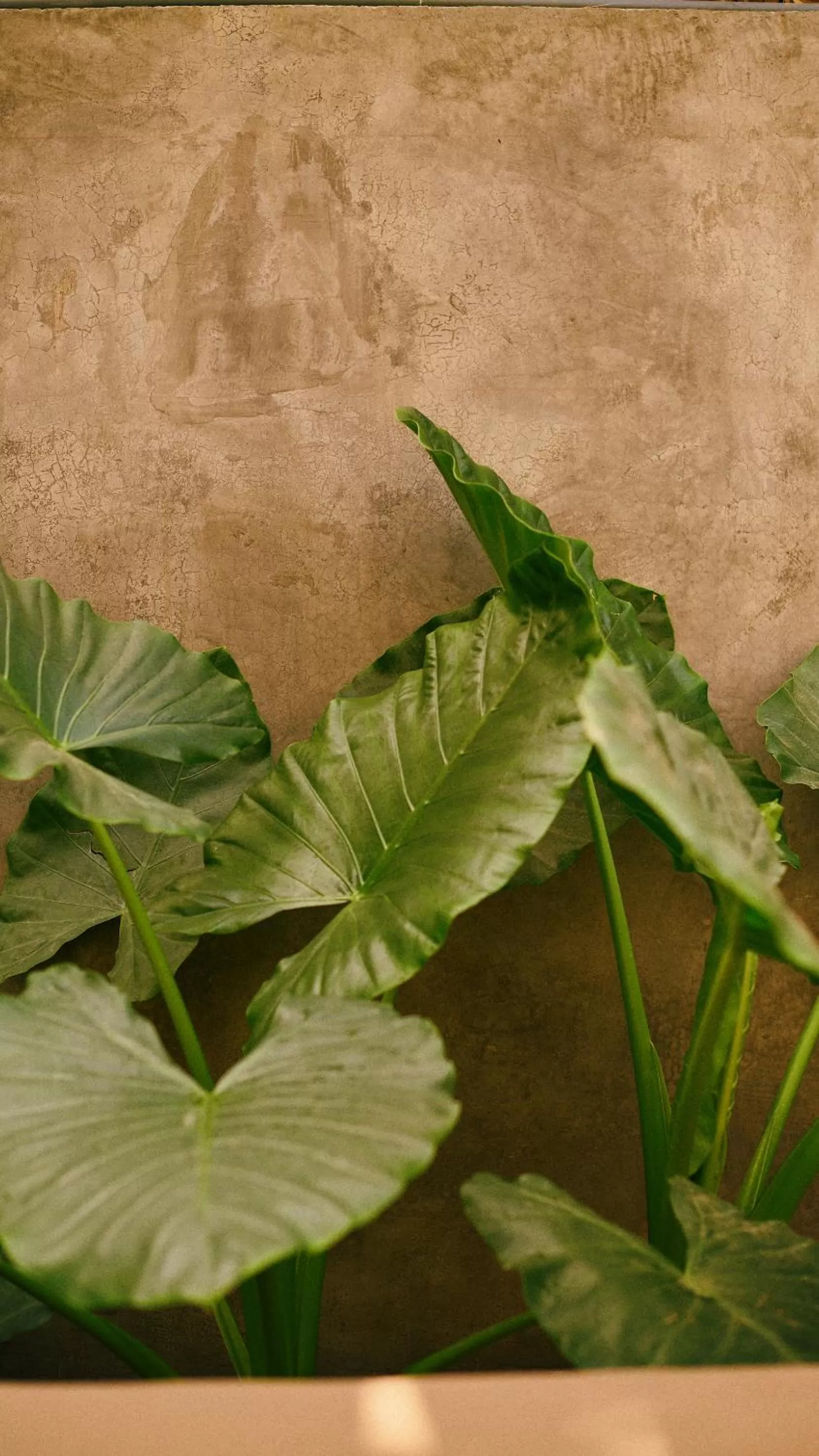 Garden in Aldea Paraíso - Adults only - Boutique hotel