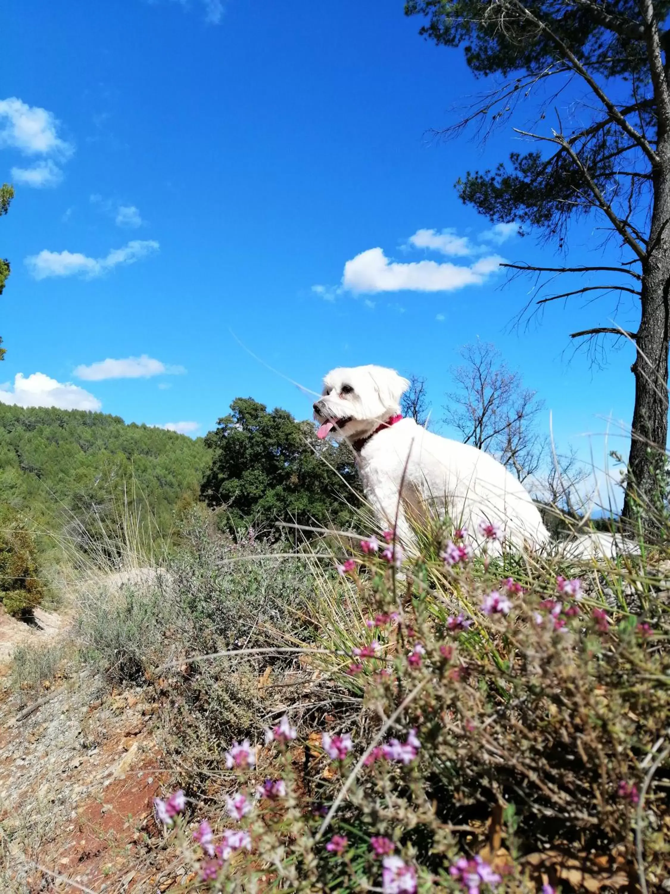 Hiking, Pets in La Bergerie Du Moulin