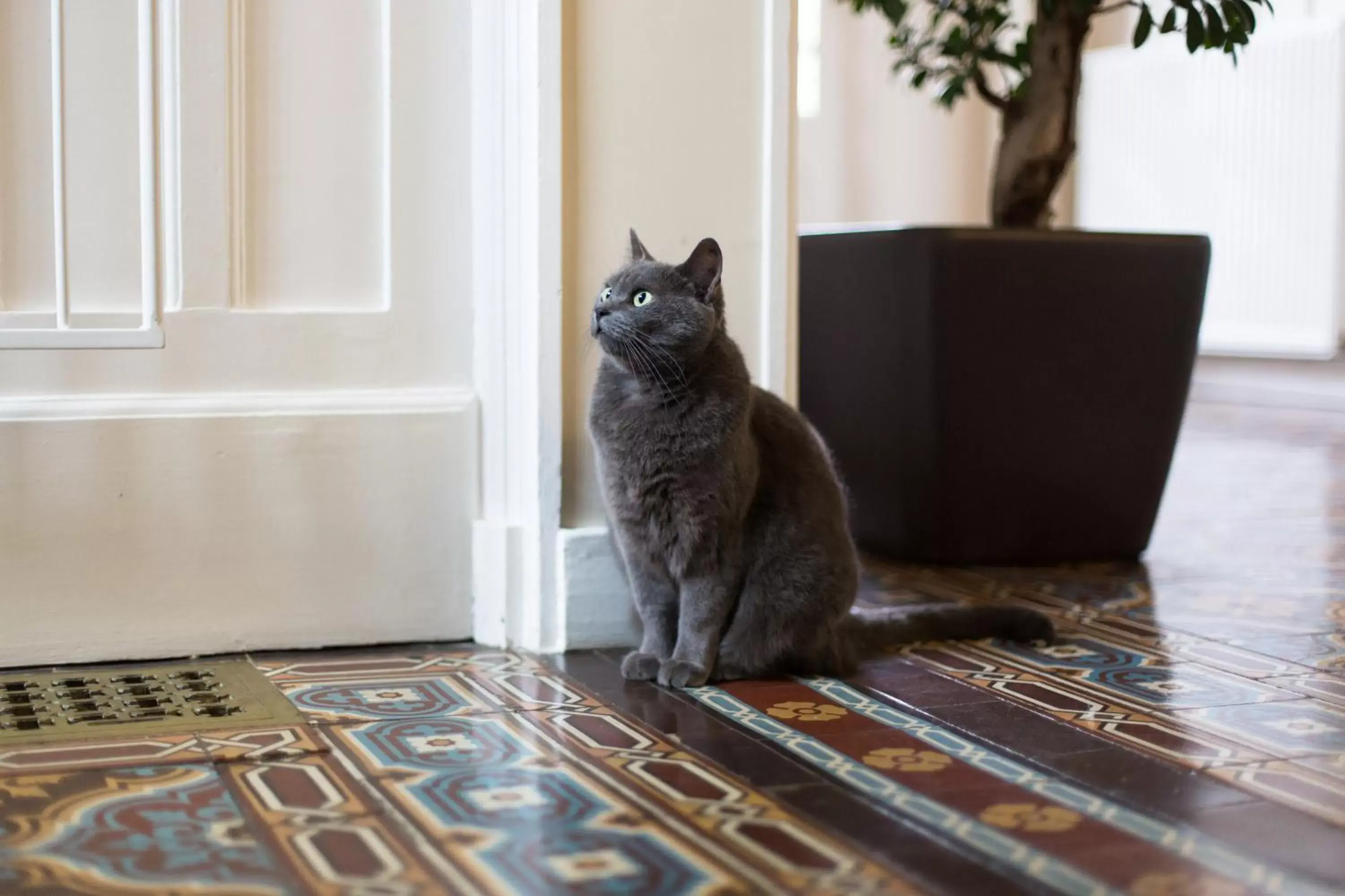 Pets in Château de la Folie