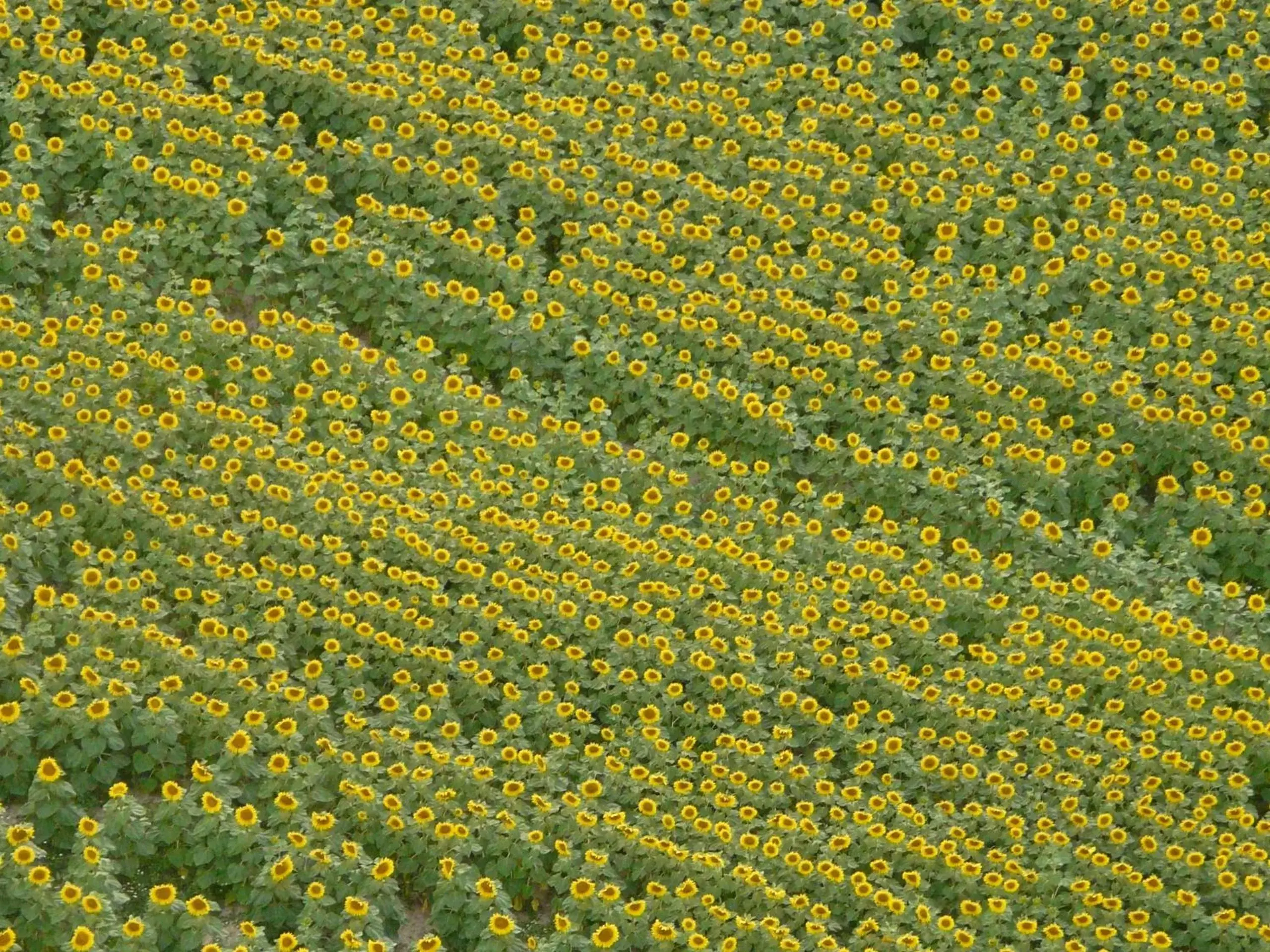 Bird's-eye View in LES HIRONDELLES