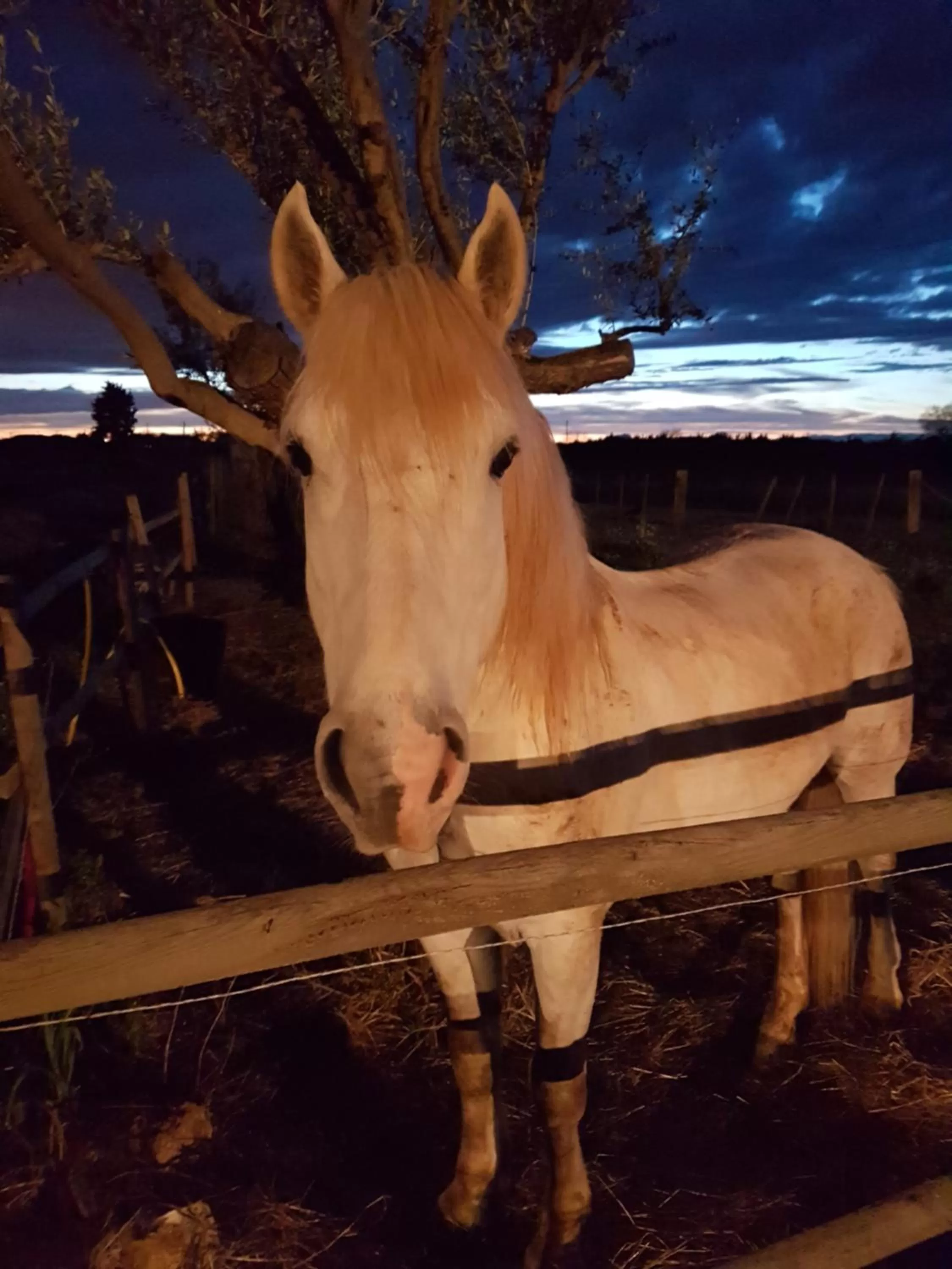 Hôtel-Restaurant "Chez Carrière"