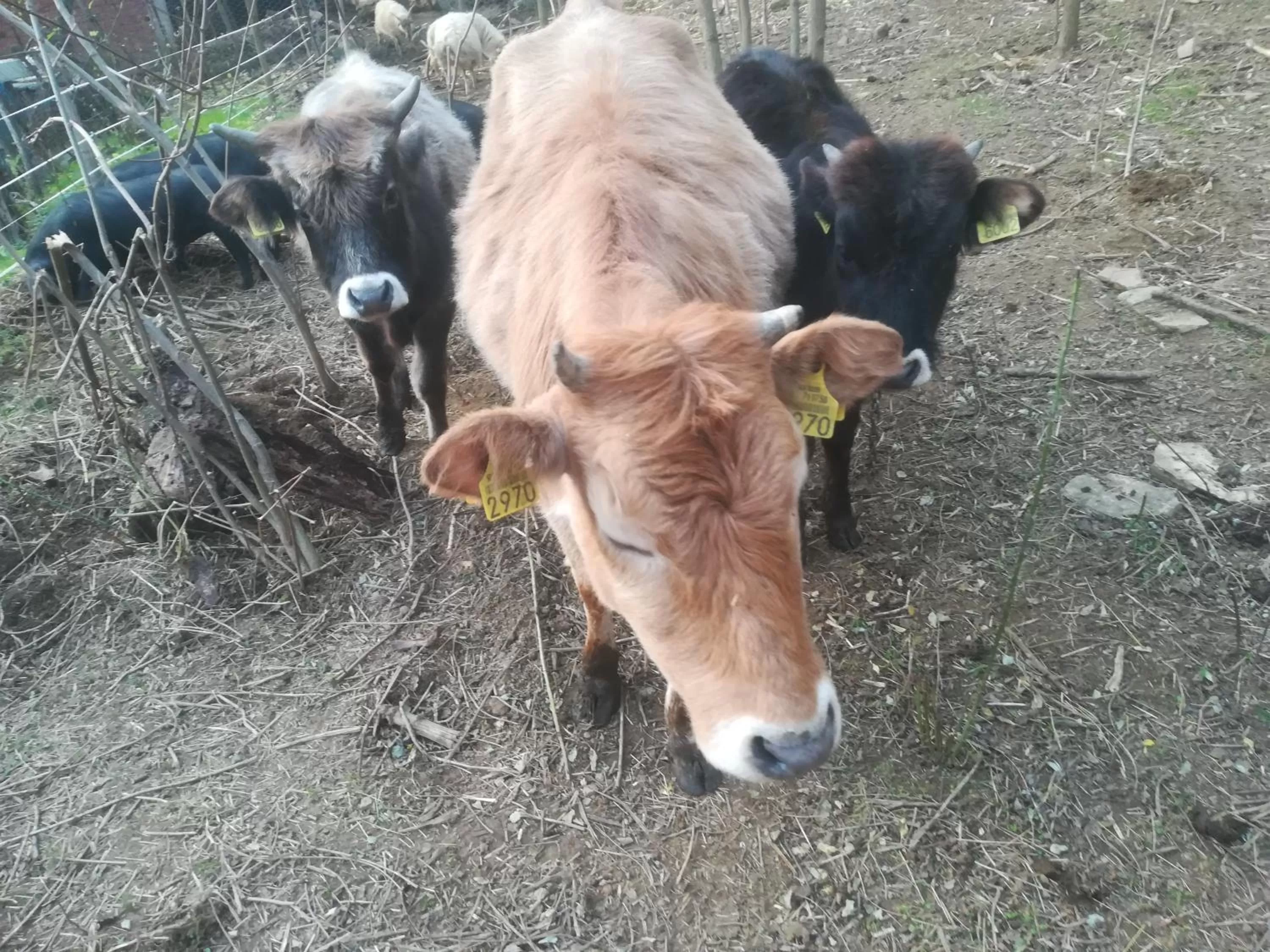 Etno selo Vile Jefimija, selo Preobrazenje, Vranje