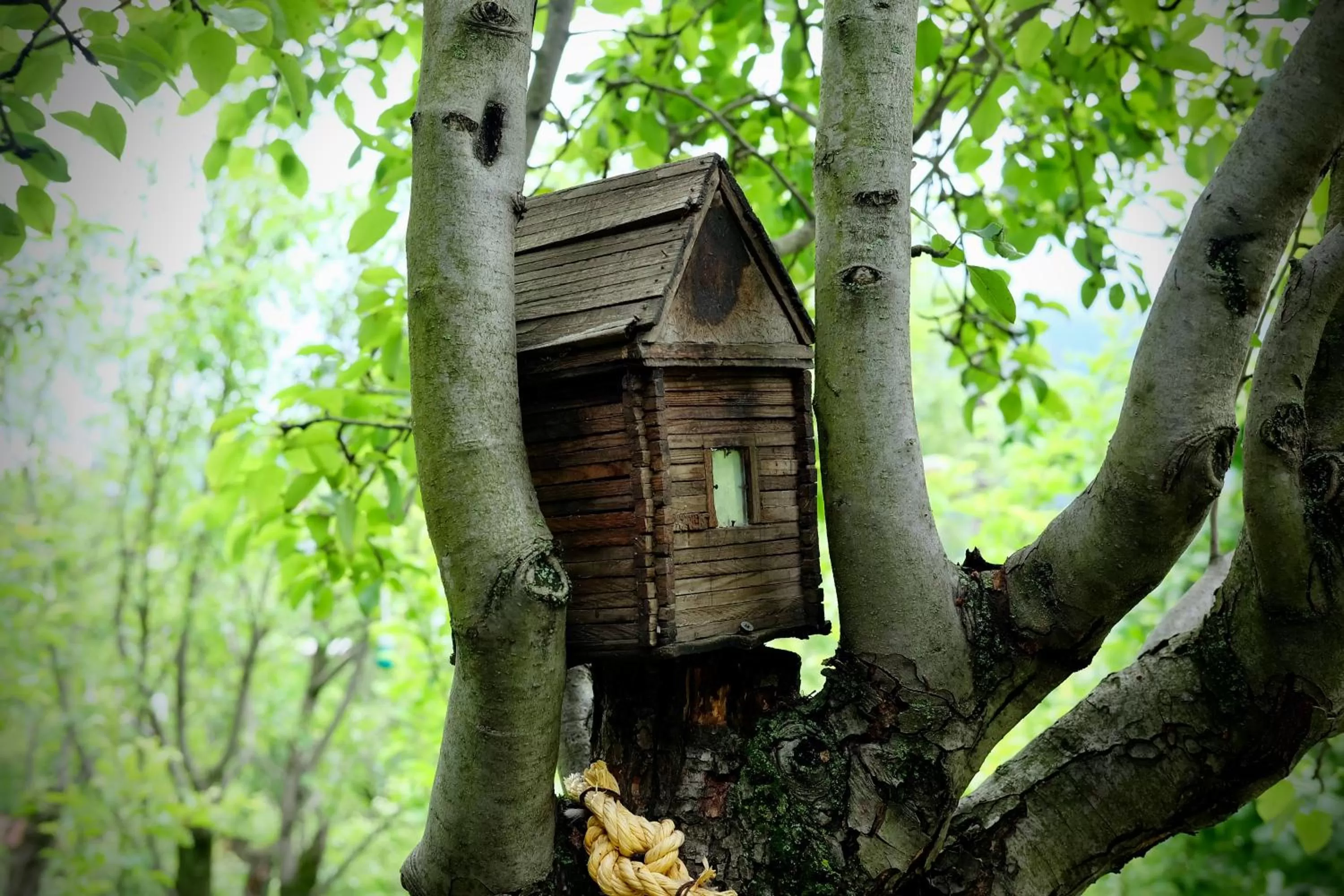 Garden in Dil Hill by Sam