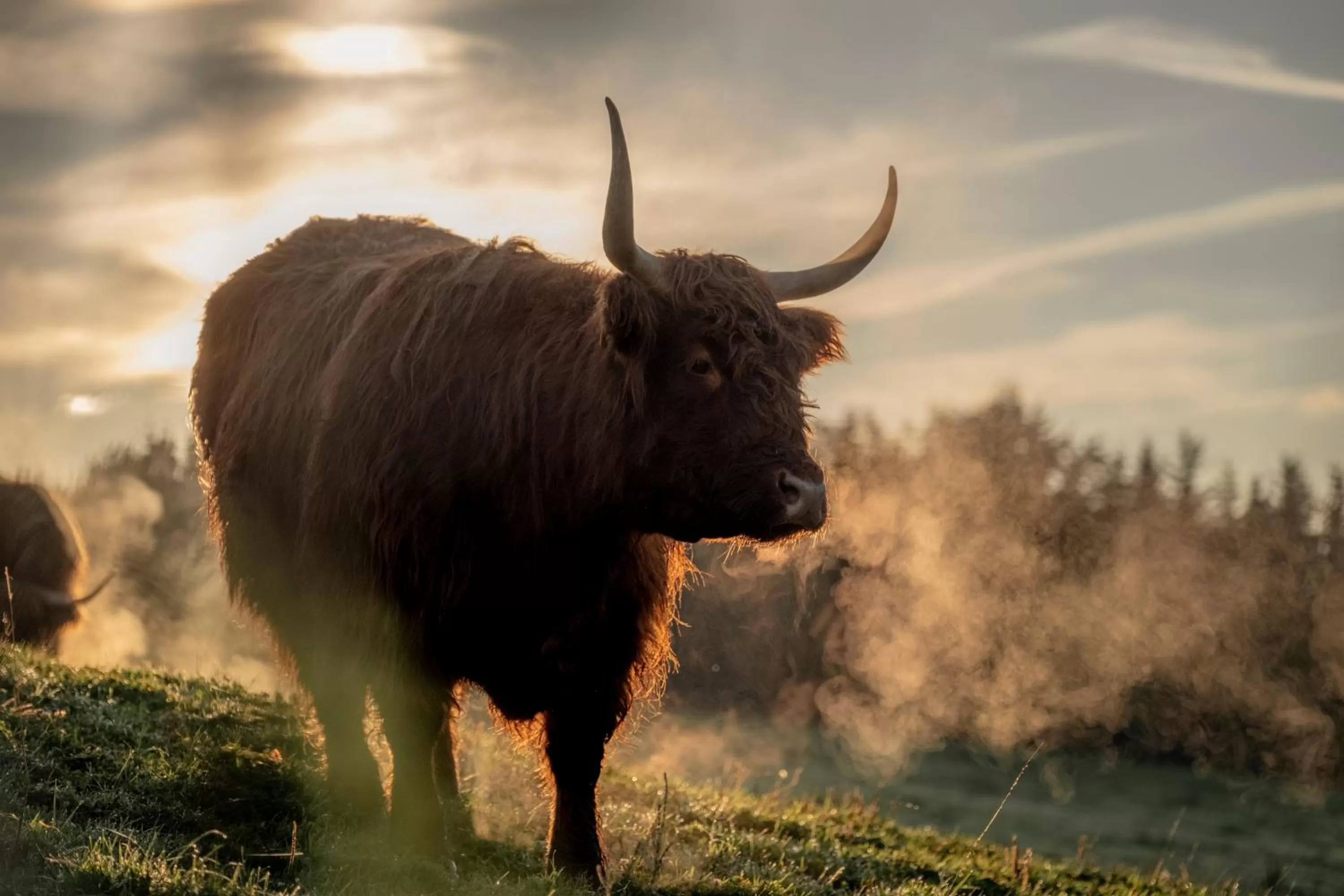 Animals in Hotel Aichingerwirt
