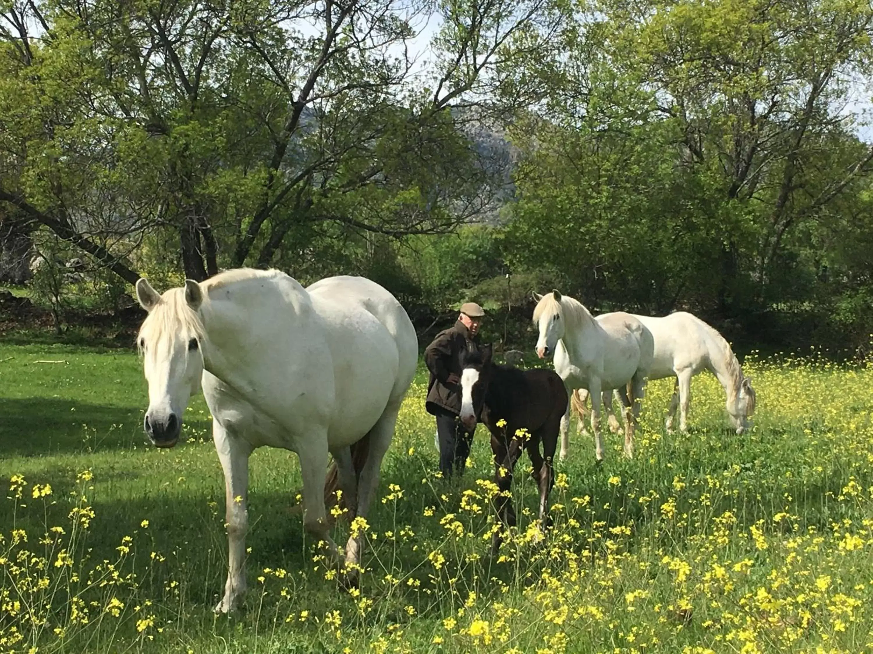 Animals, Other Animals in B&B Yeguada La Parrilla