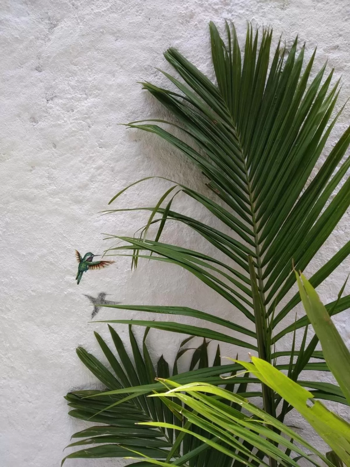 Garden in Hotel La Caracola