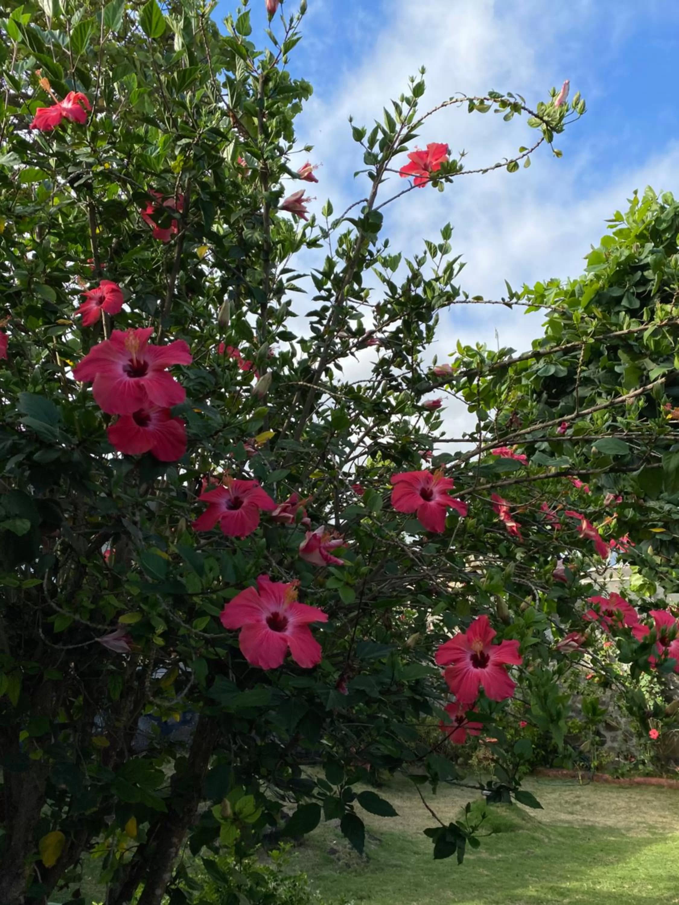 Garden in La Peregrina Galapagos B&B
