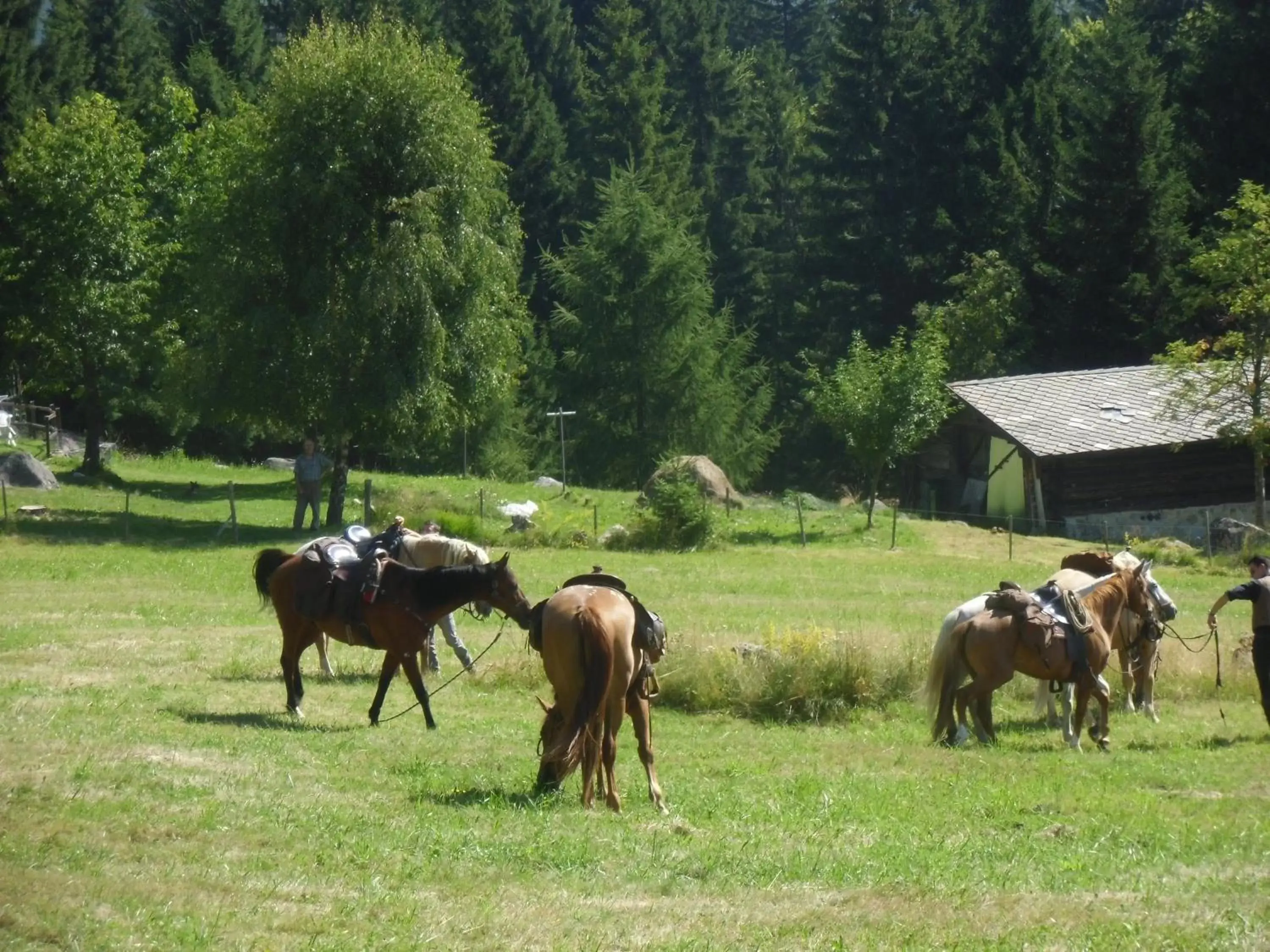 Horse-riding, Other Animals in Locanda La Ruscoletta