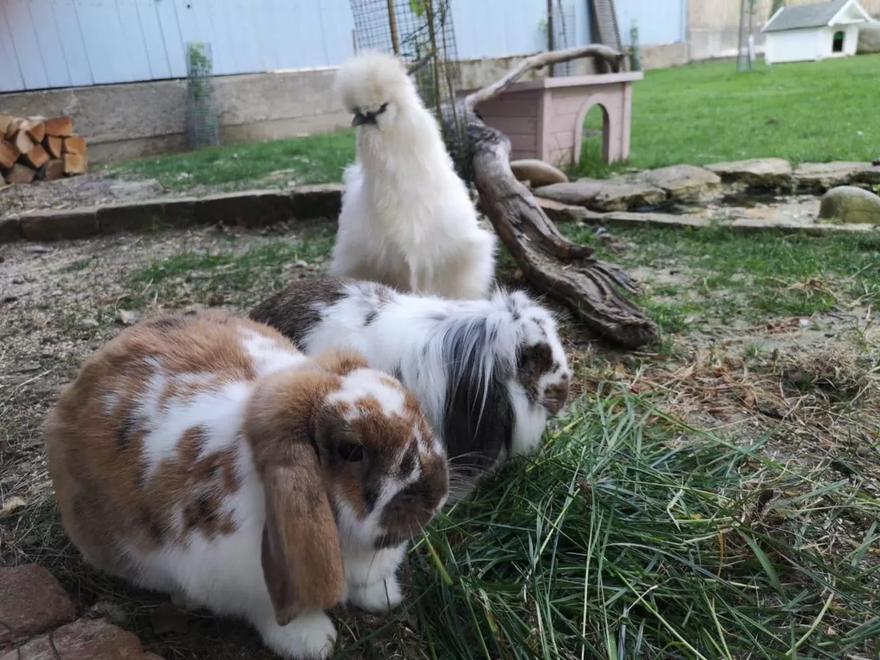 Animals in KunstWerk B