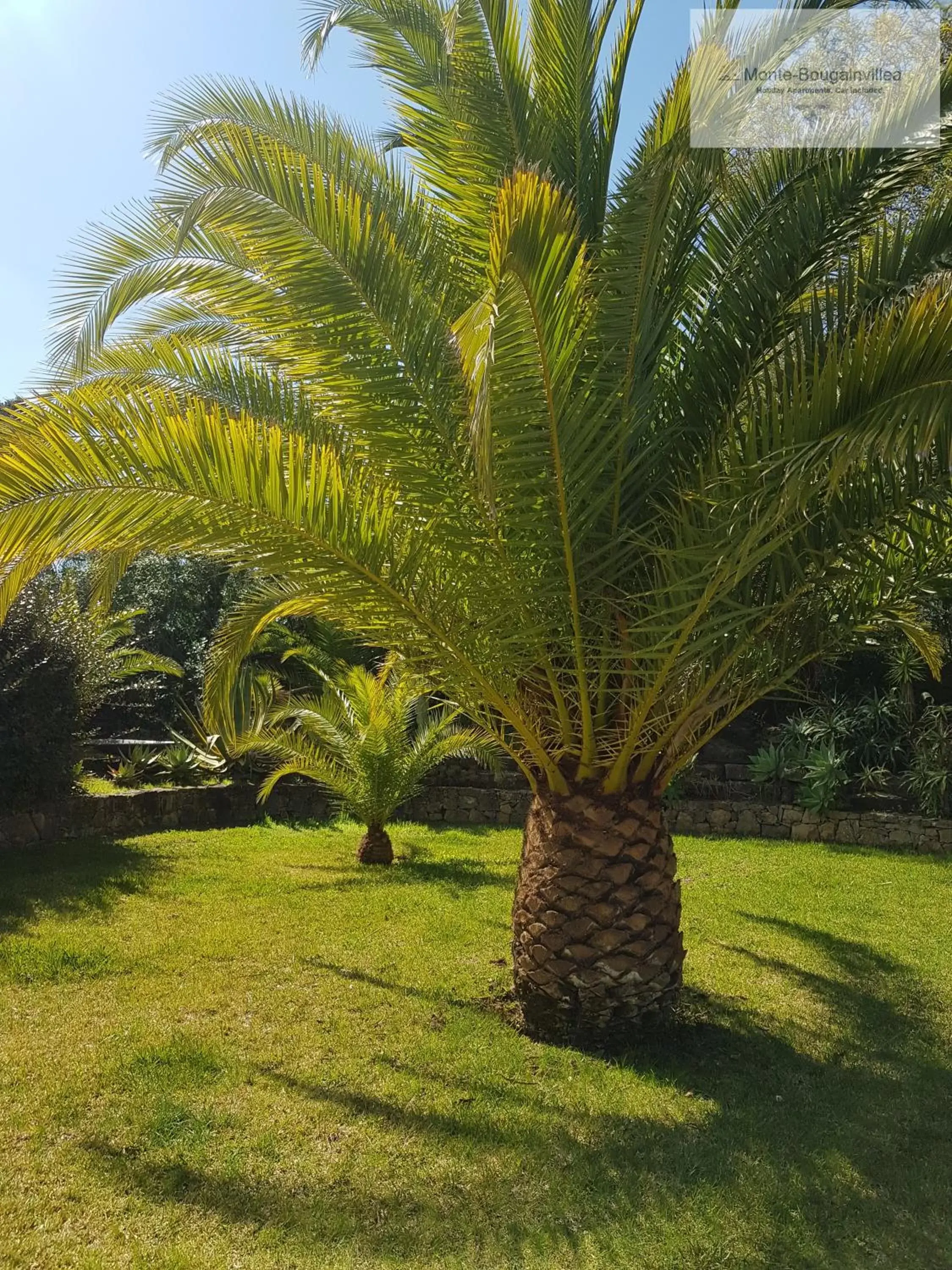 Garden in Monte-Bougainvillea