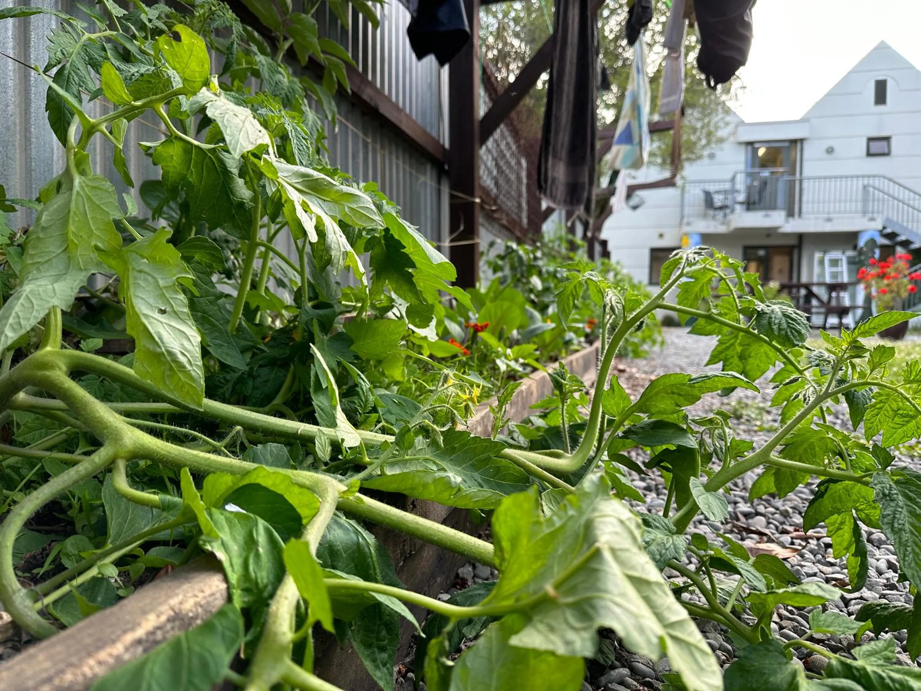 Garden in Around The World Backpackers