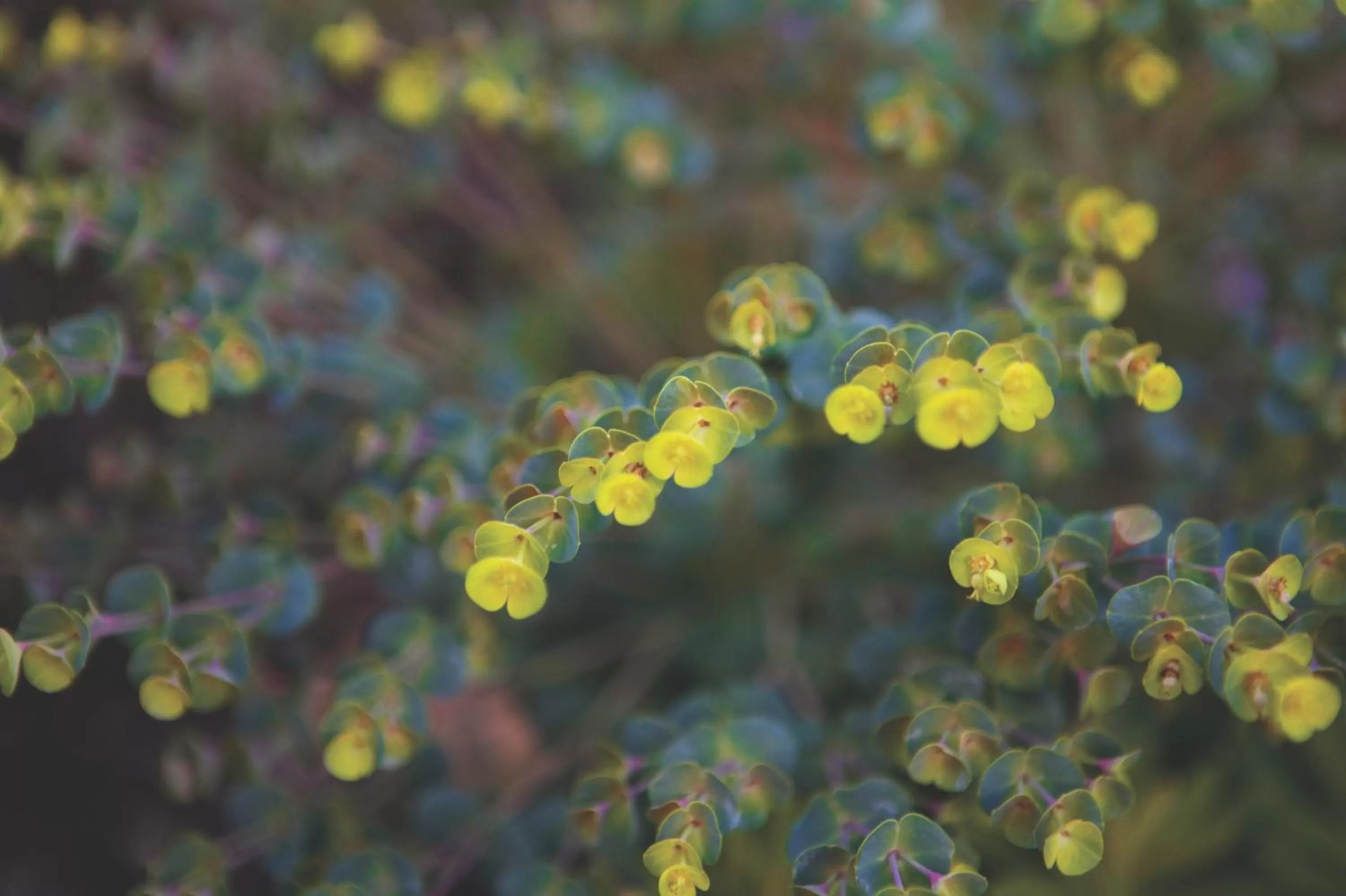 Other in Fairmont Sonoma Mission Inn & Spa