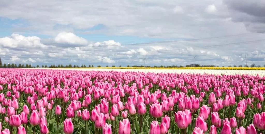 Natural landscape in B&B De Reede