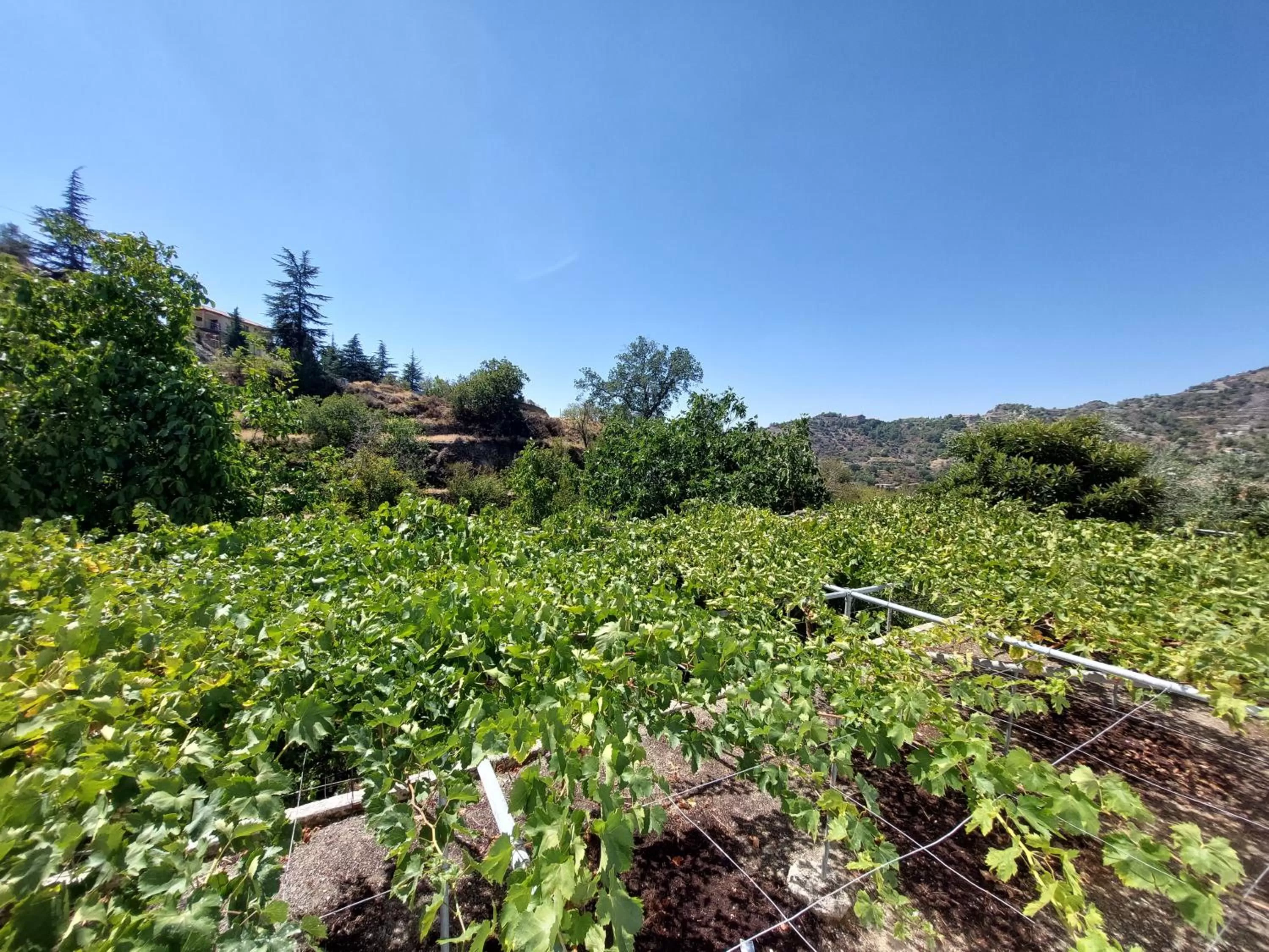 Agros Green Valley Suites